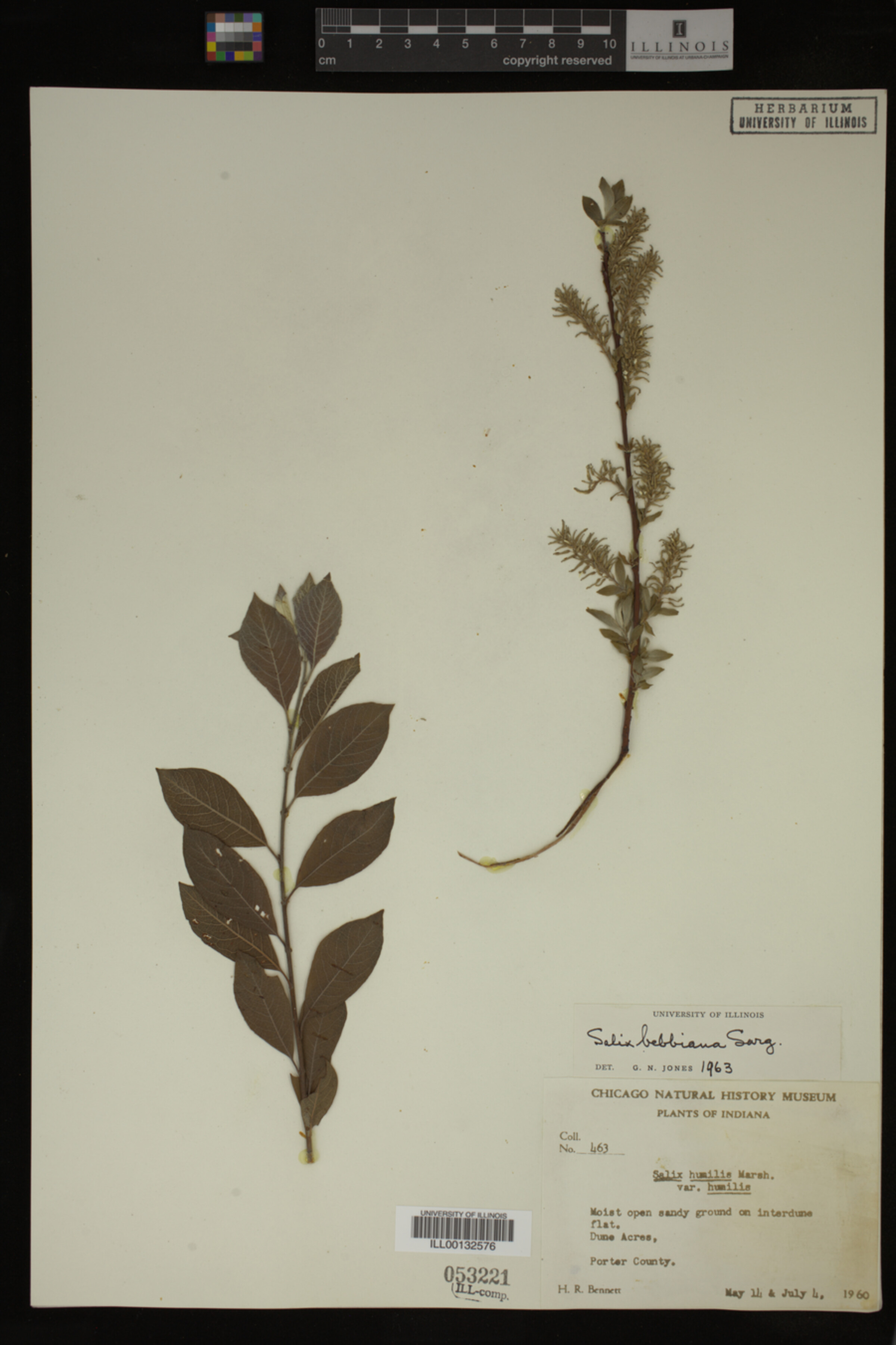 Salix bebbiana image