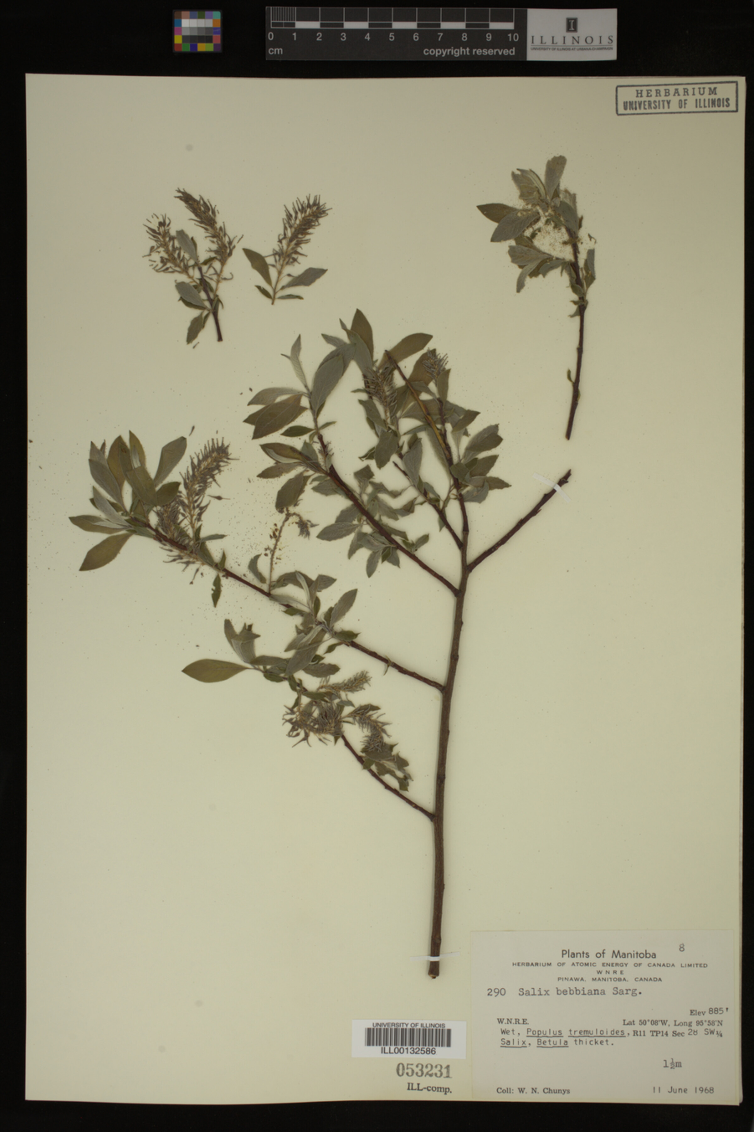 Salix bebbiana image