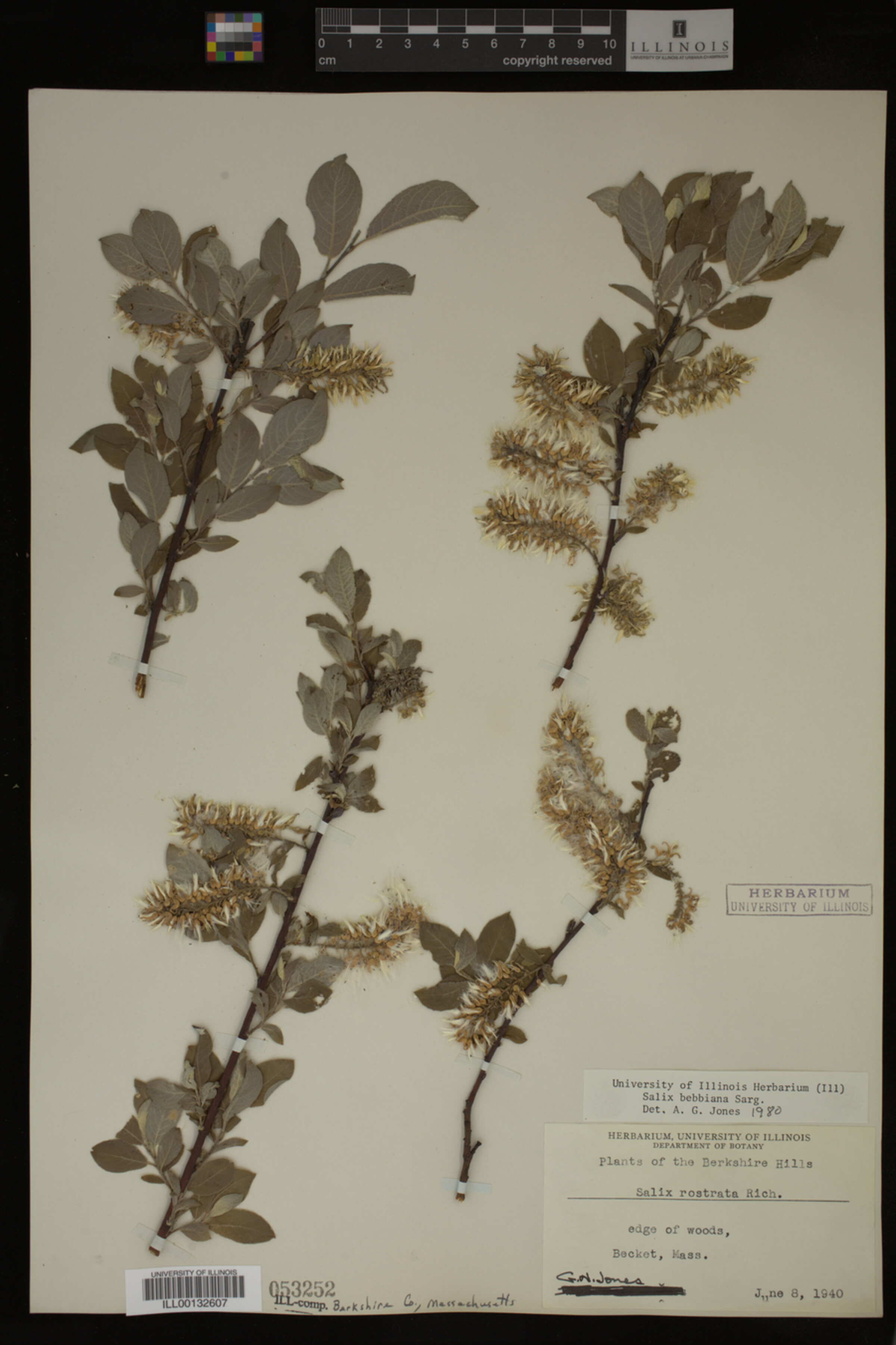 Salix bebbiana image
