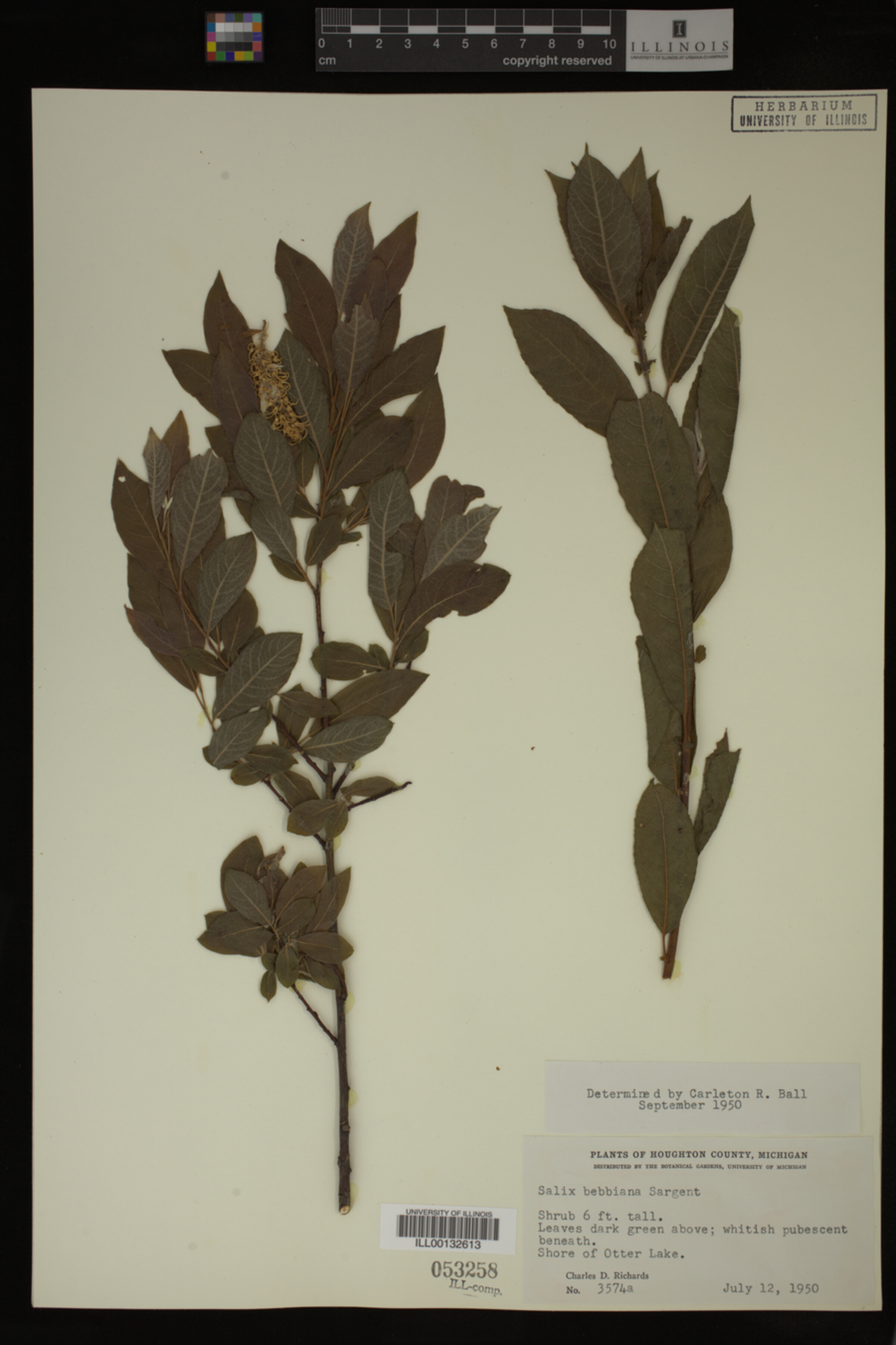 Salix bebbiana image