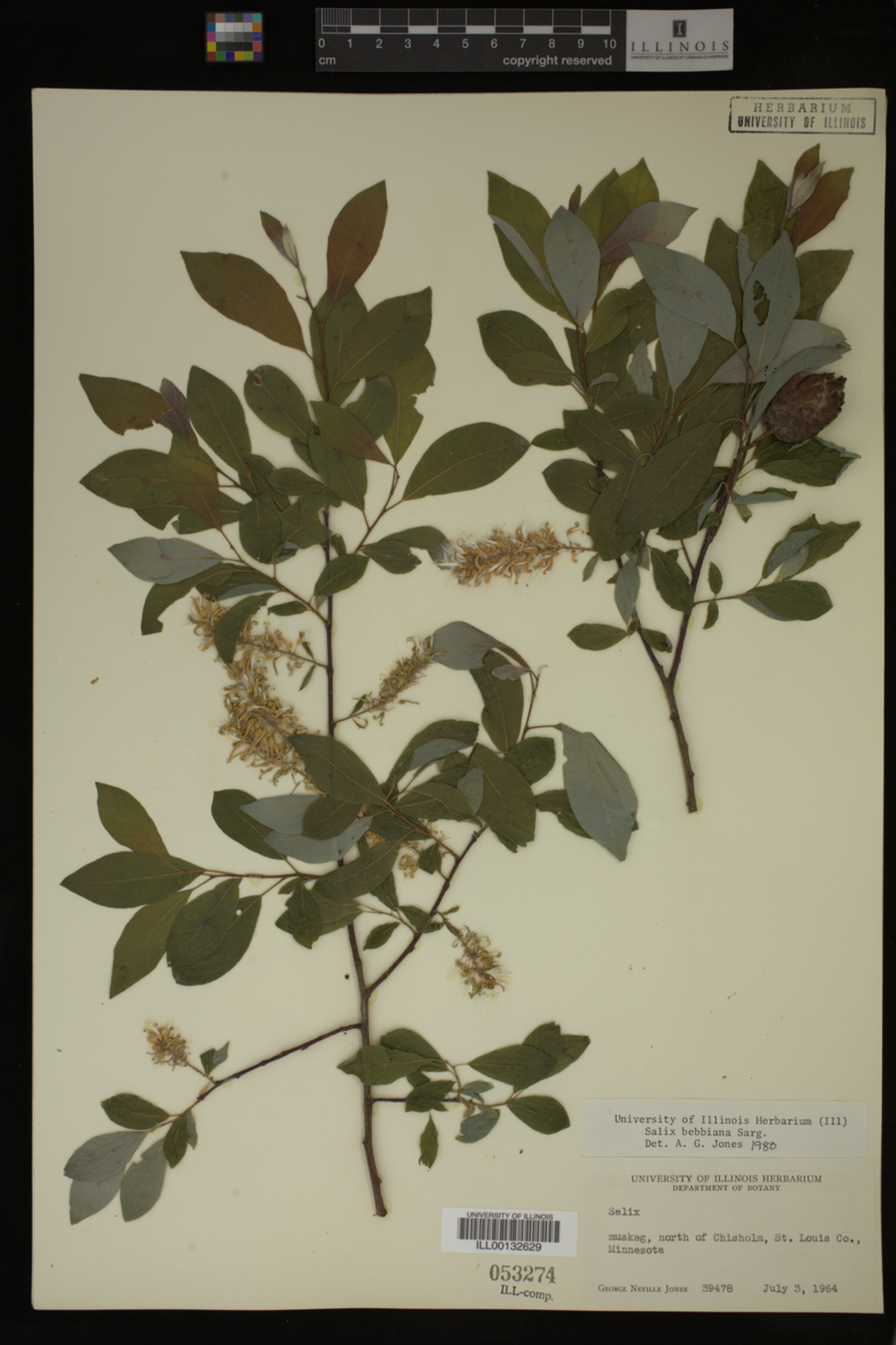 Salix bebbiana image