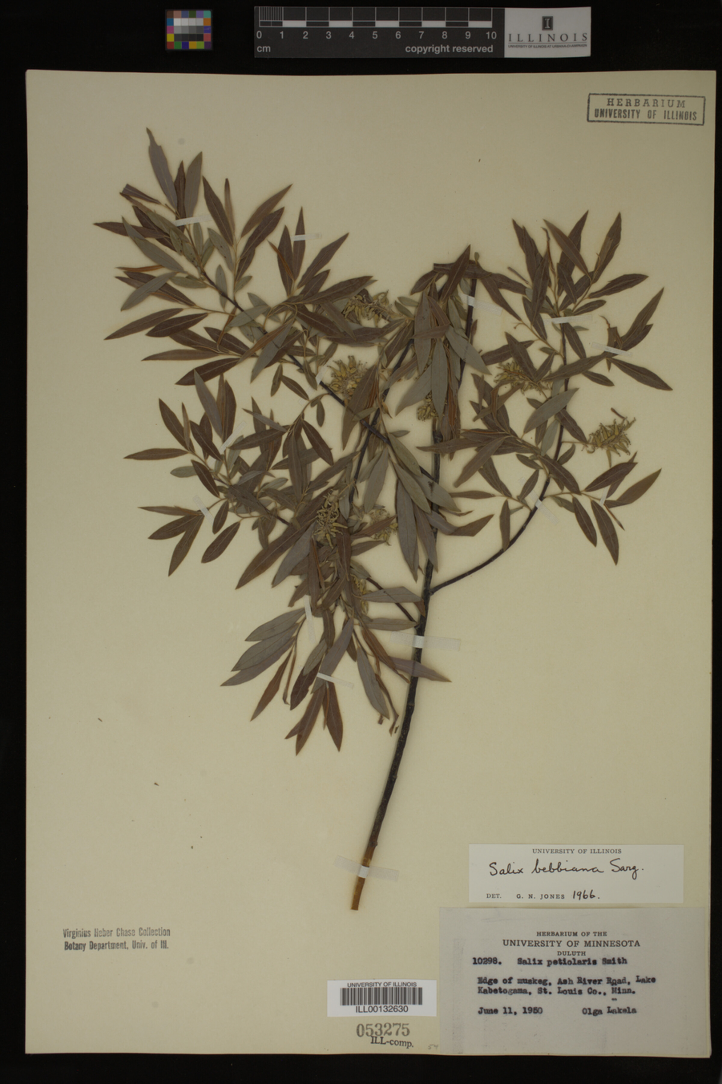 Salix bebbiana image