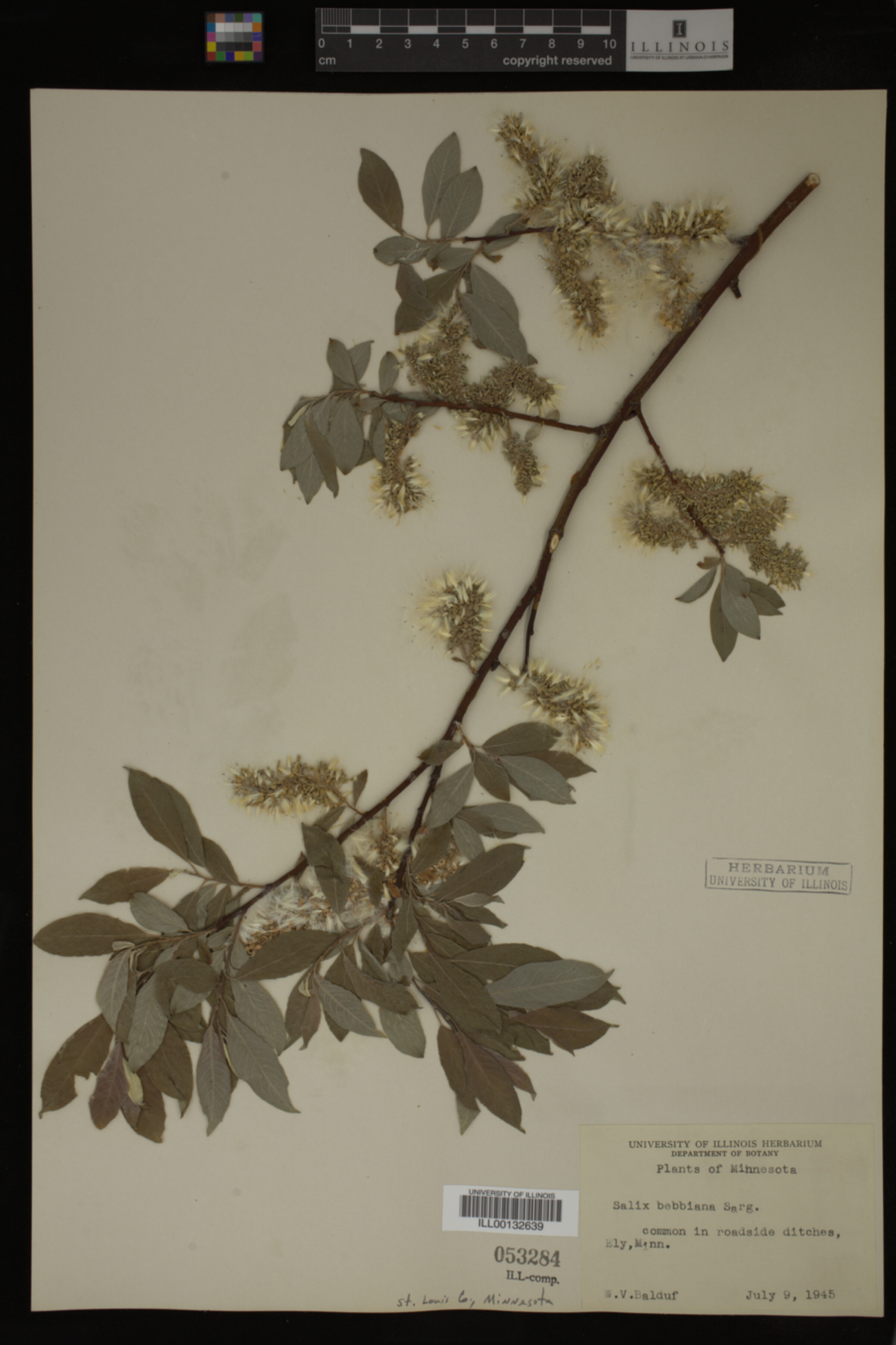 Salix bebbiana image
