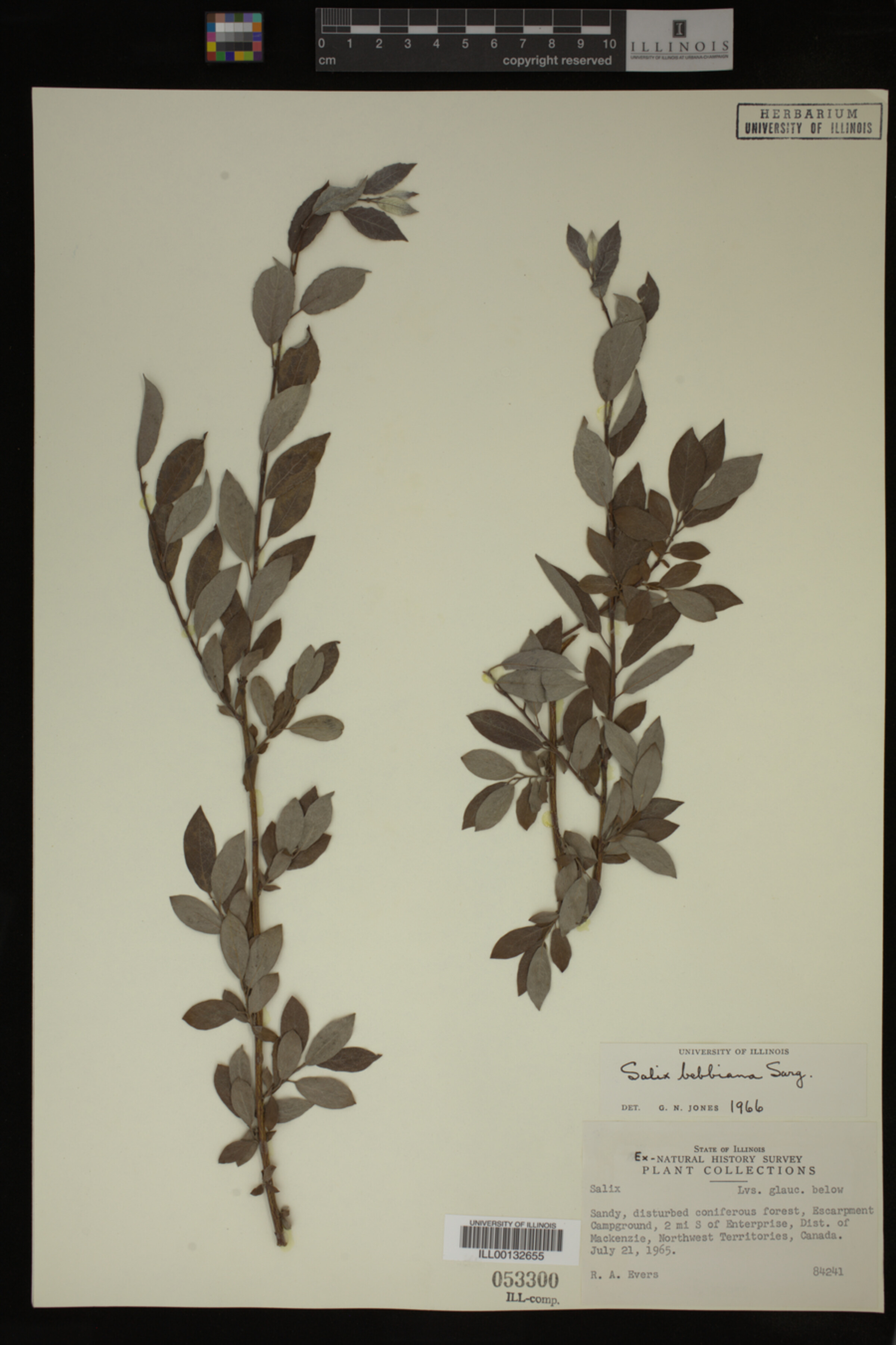 Salix bebbiana image