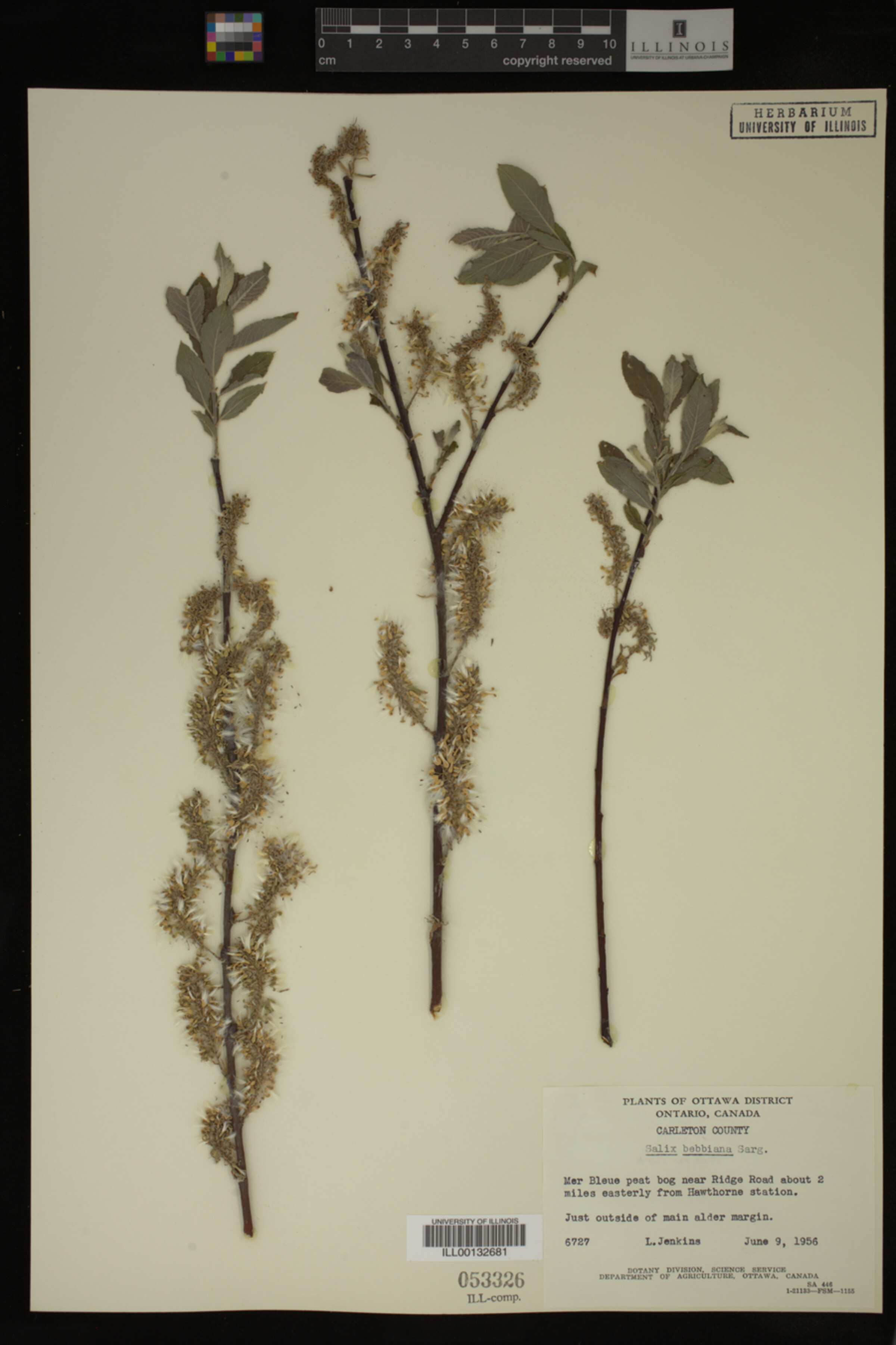 Salix bebbiana image