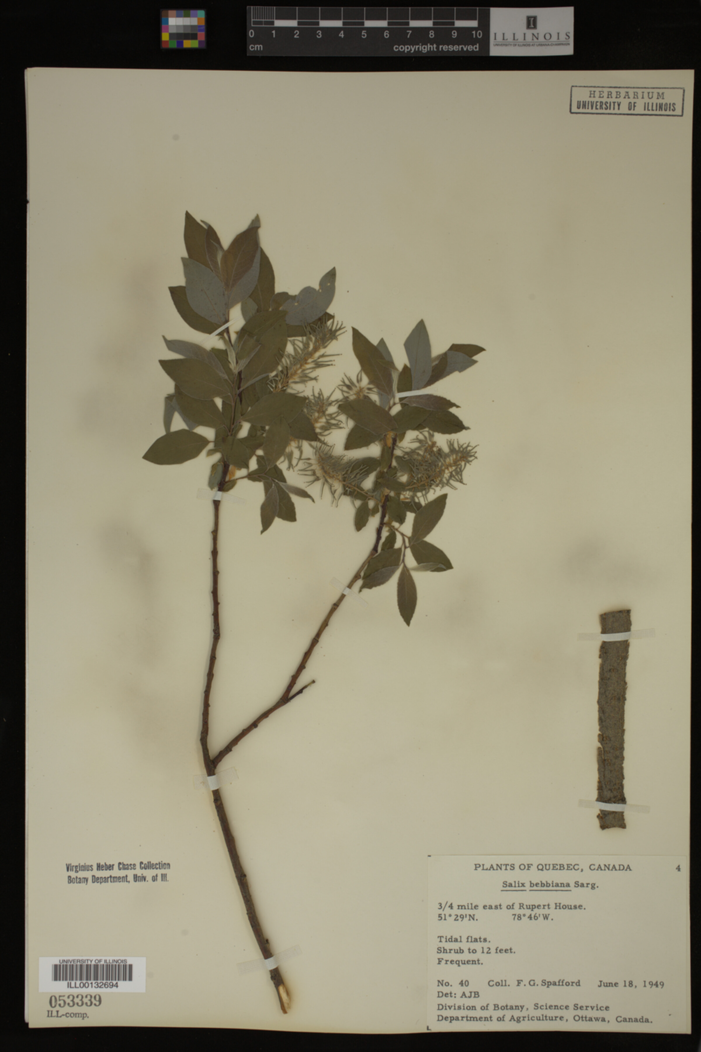 Salix bebbiana image