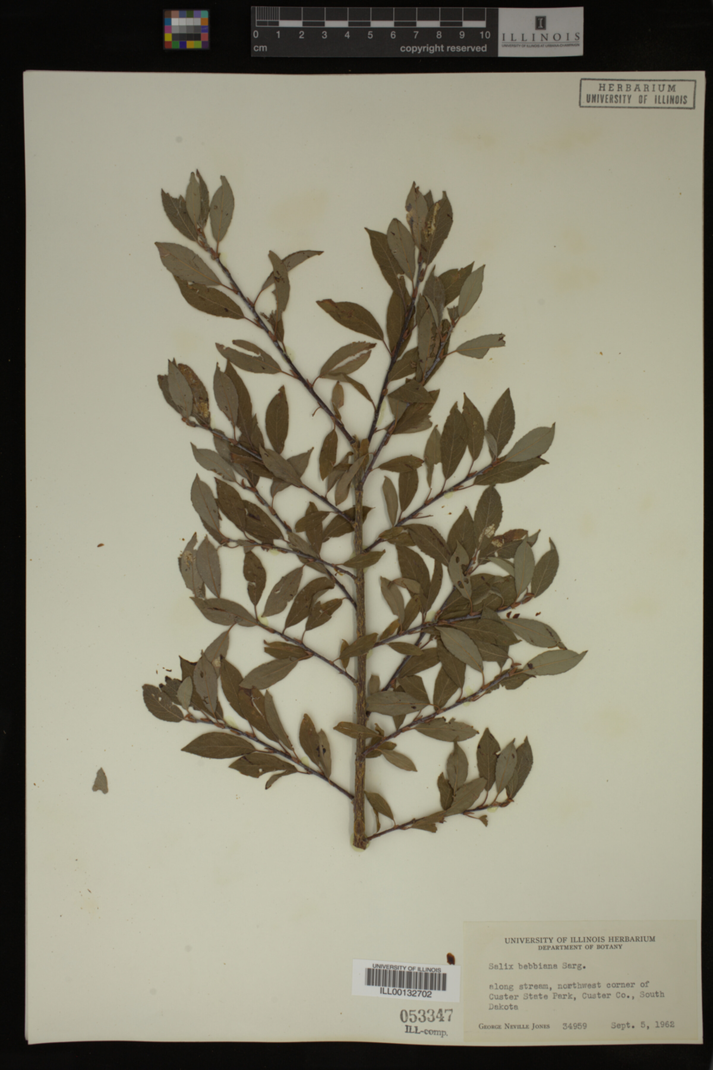 Salix bebbiana image
