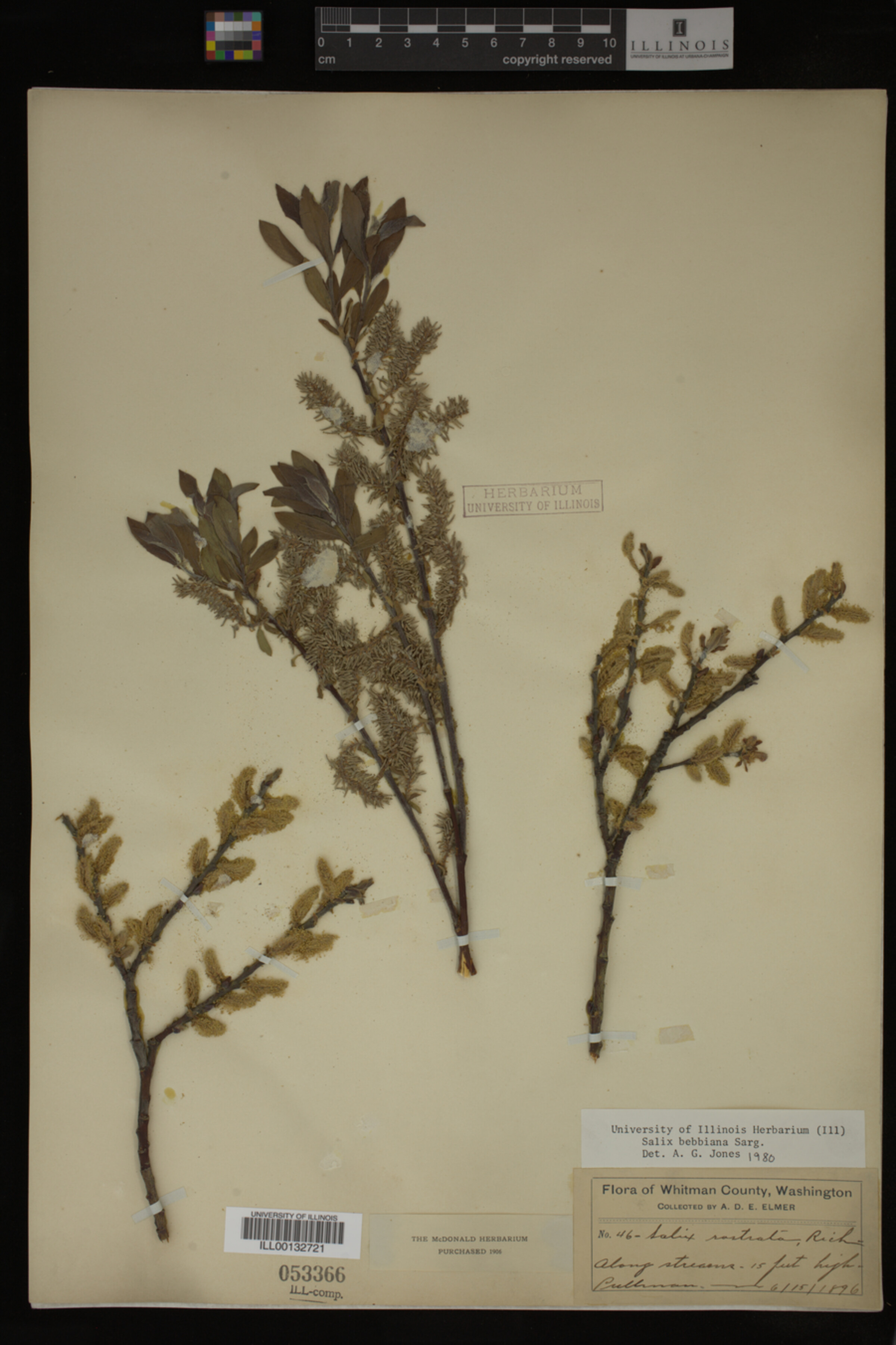 Salix bebbiana image