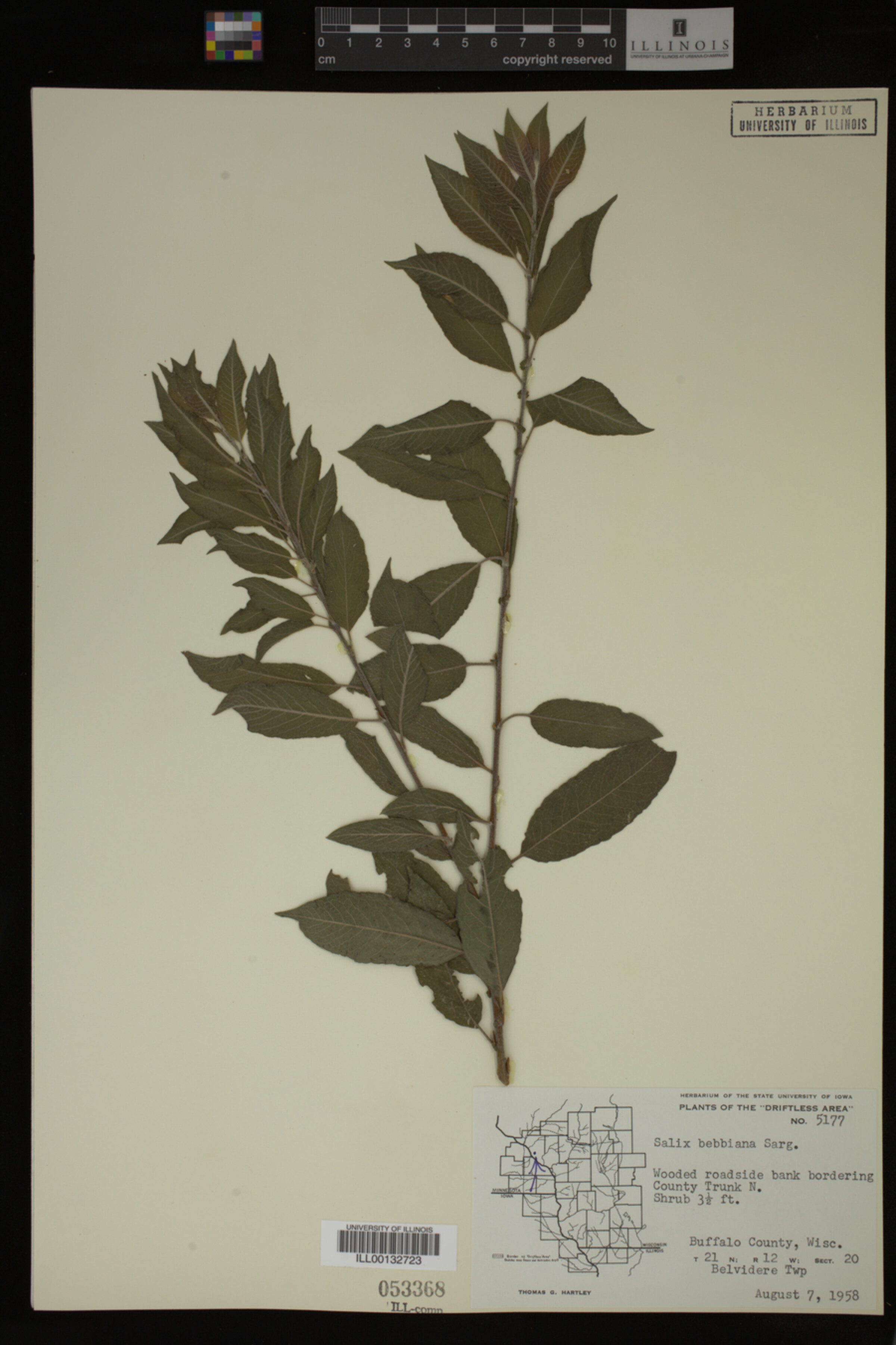 Salix bebbiana image