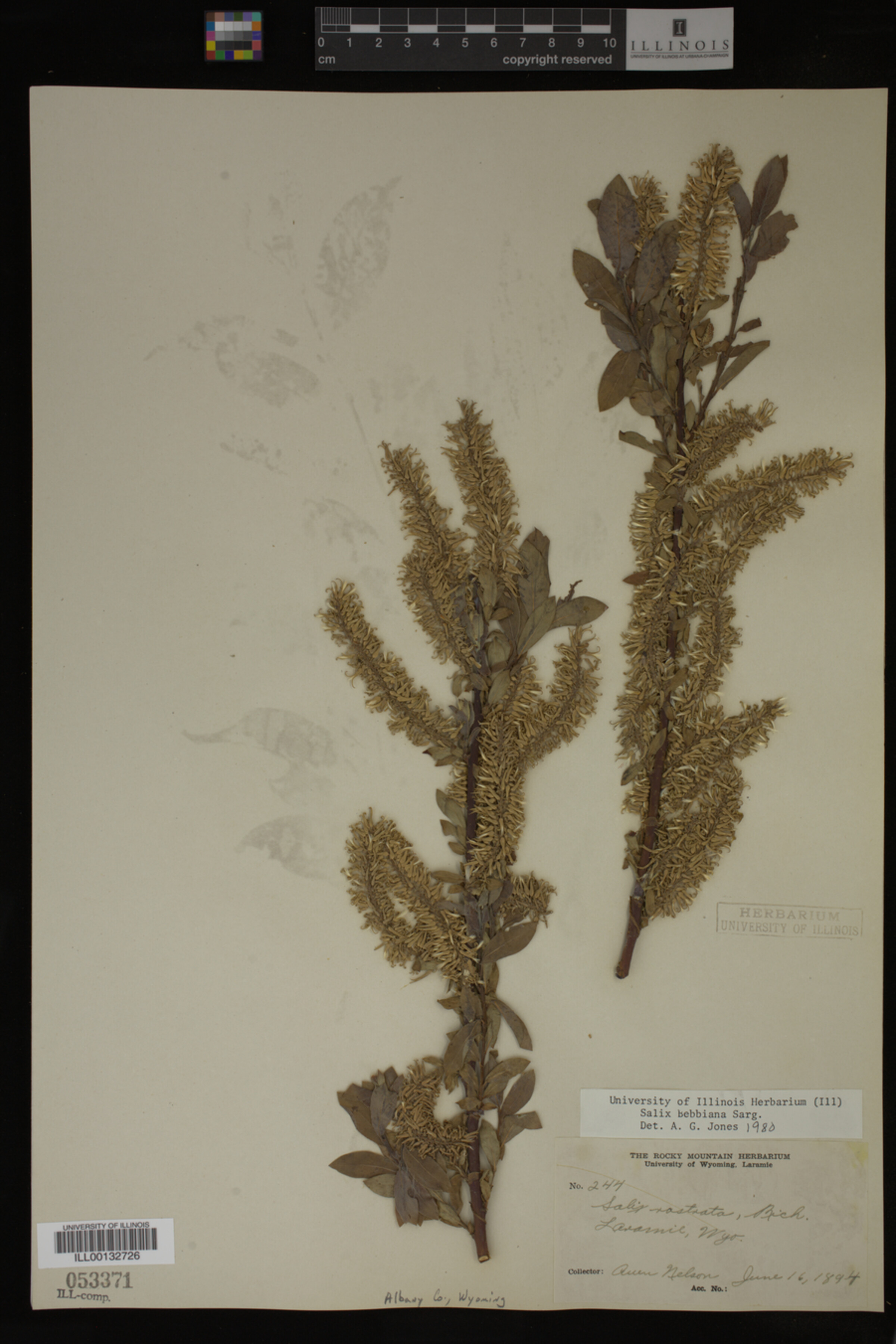 Salix bebbiana image