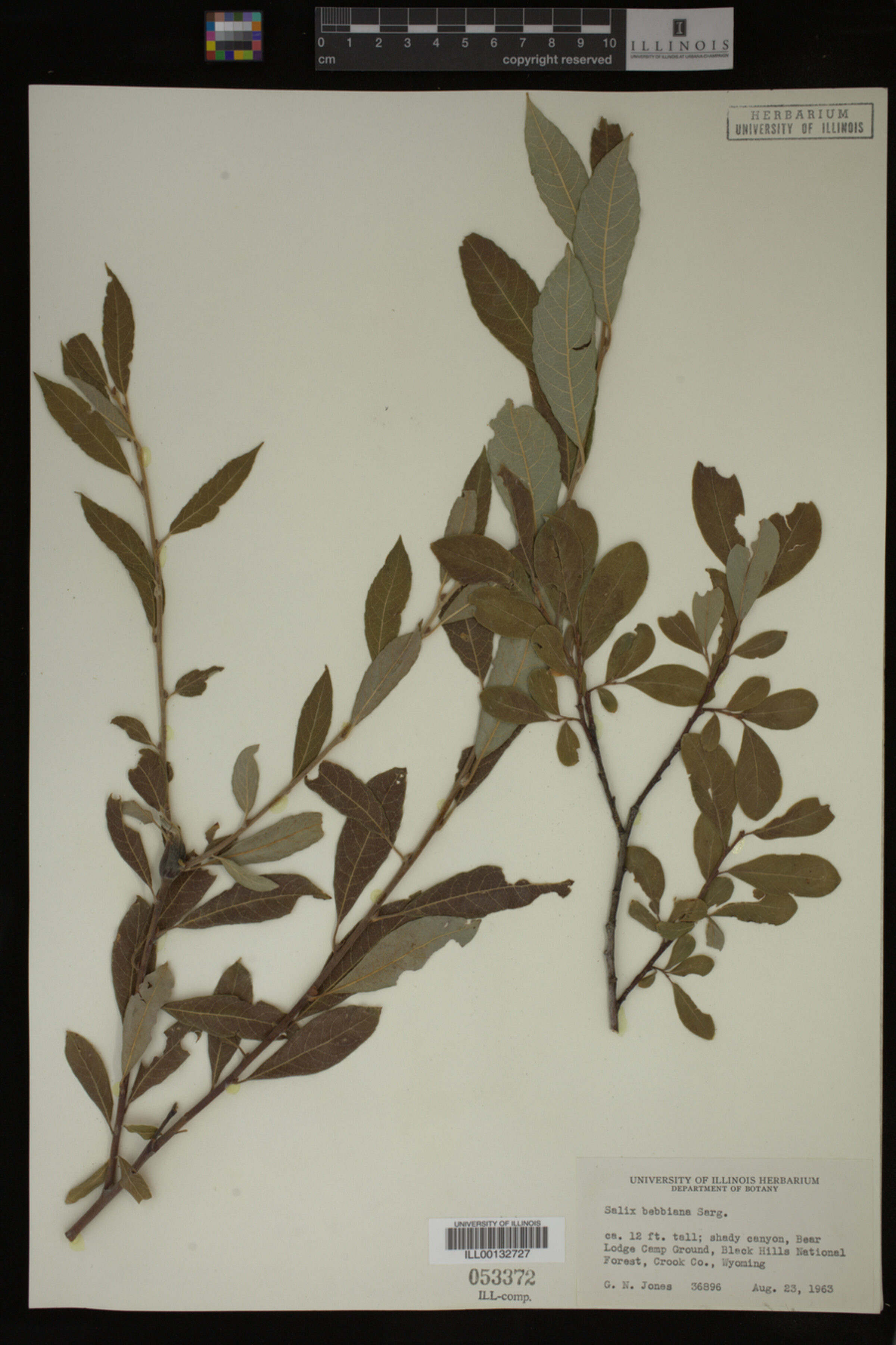 Salix bebbiana image