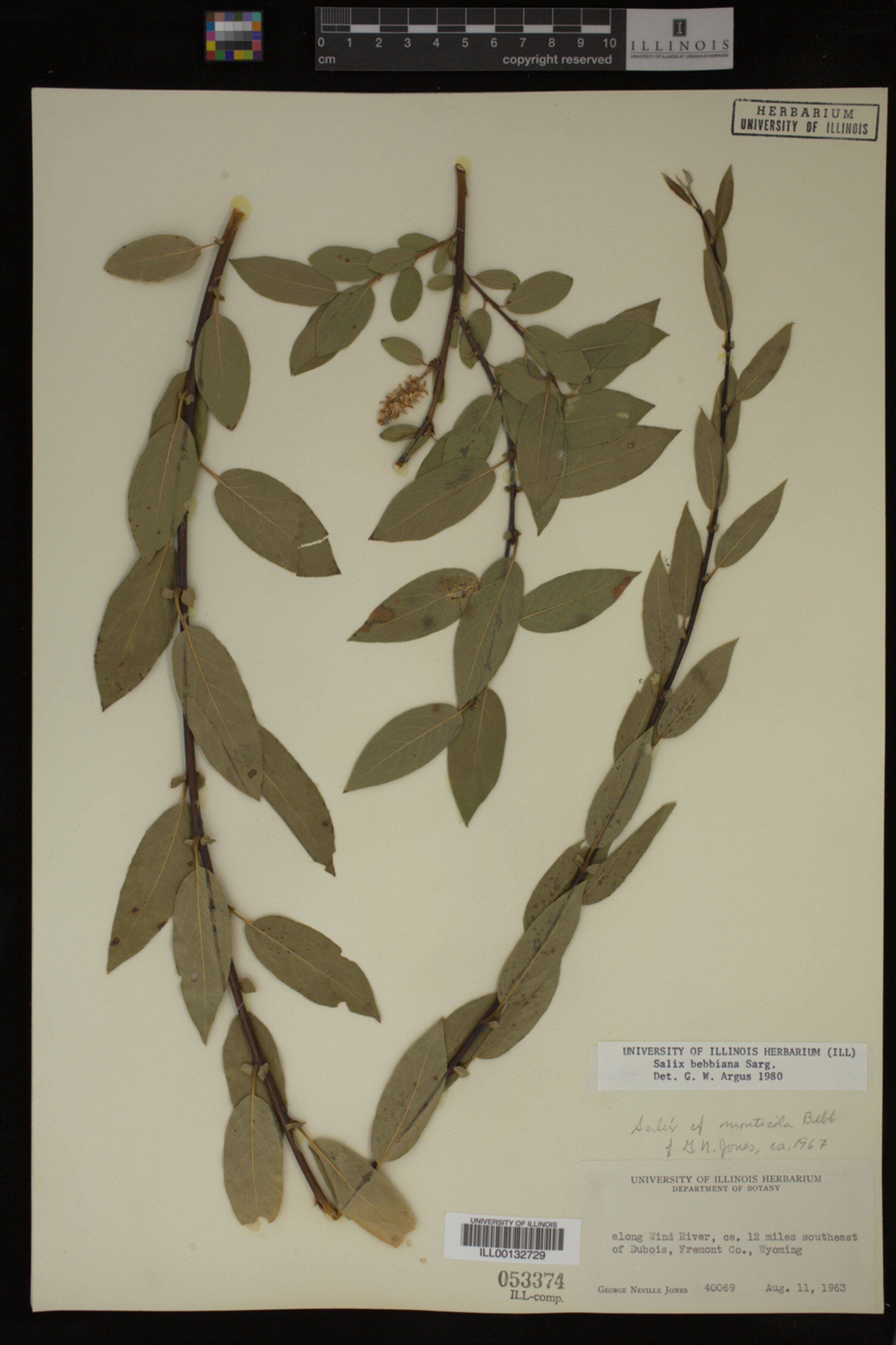 Salix bebbiana image