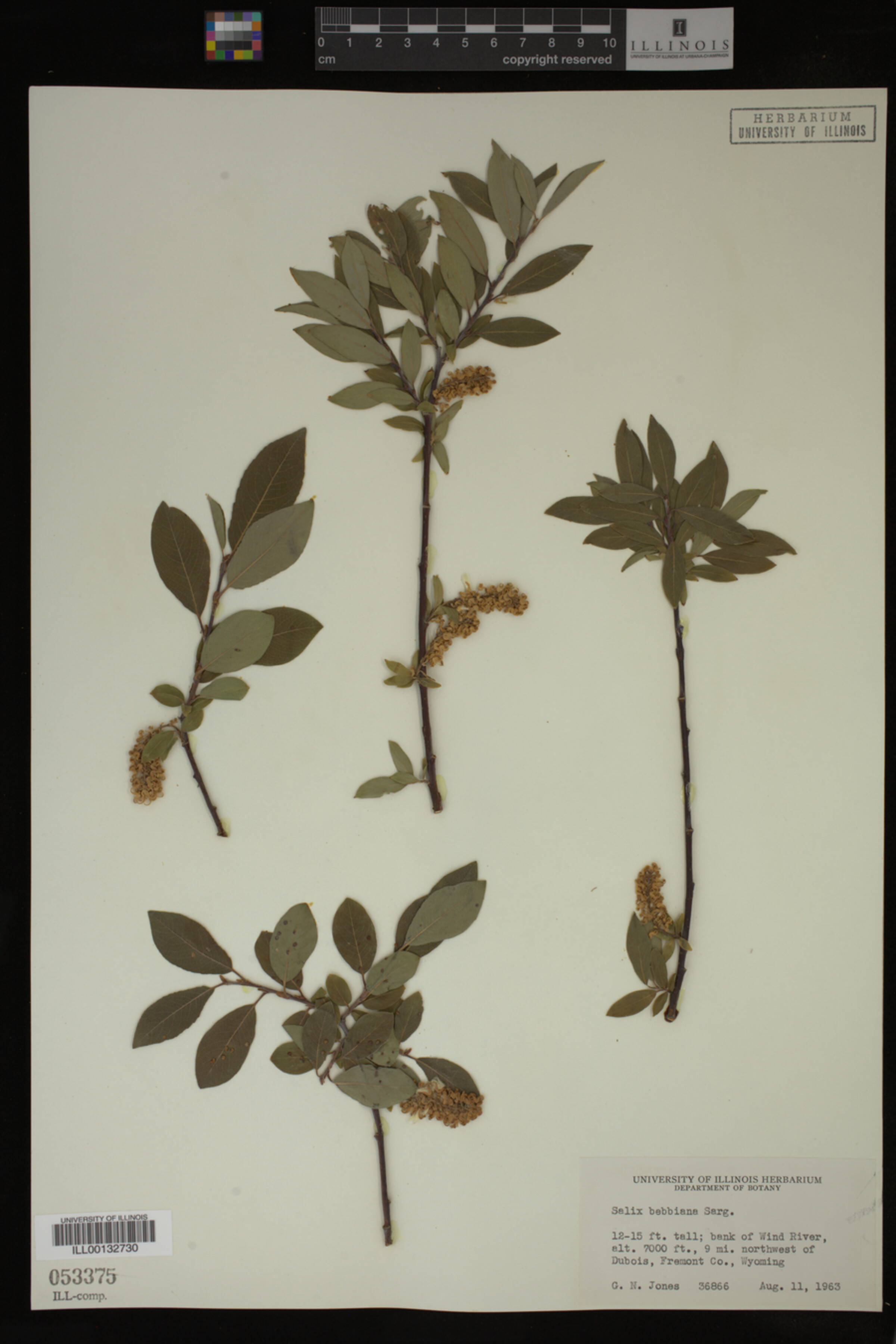 Salix bebbiana image