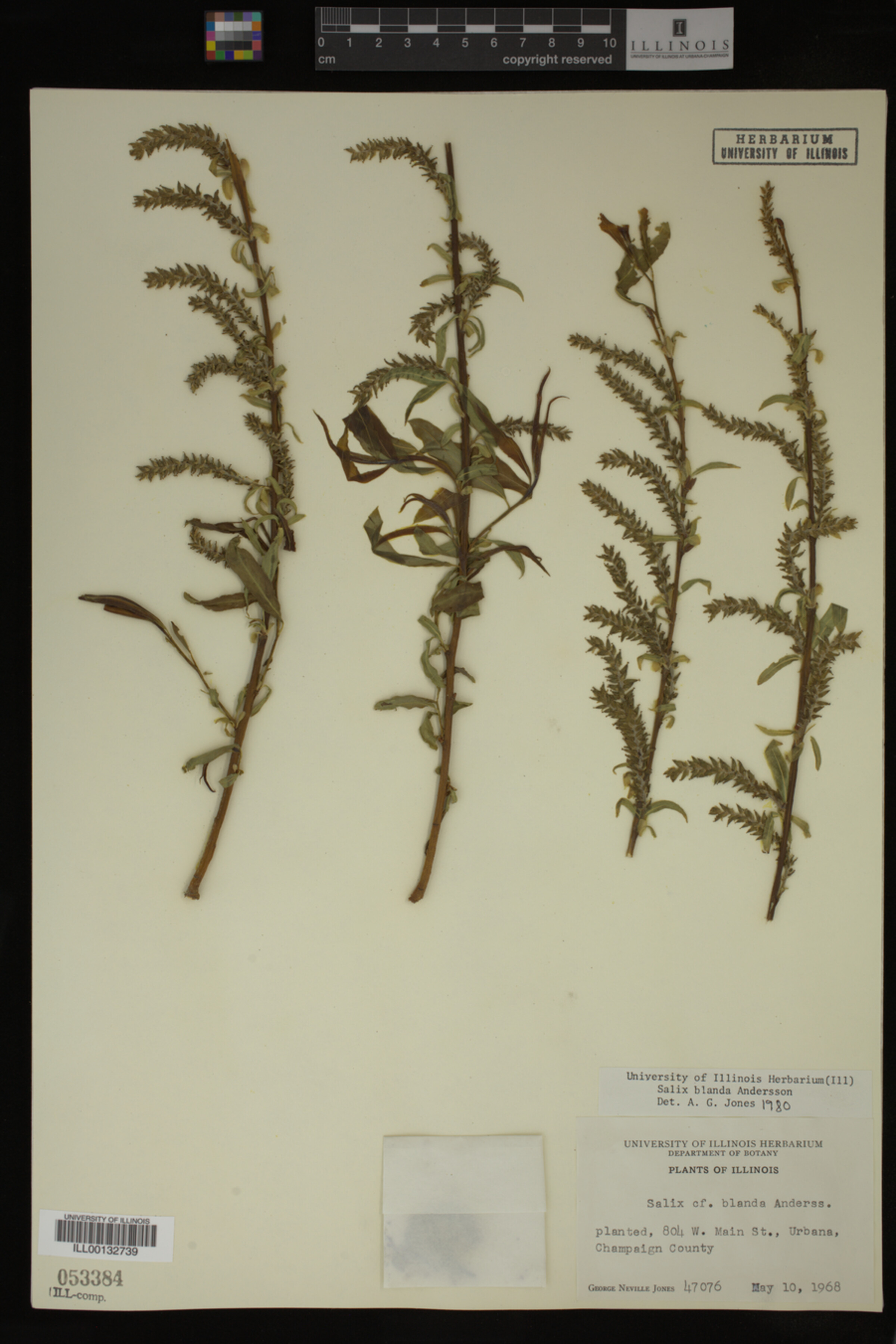 Salix X pendulina image