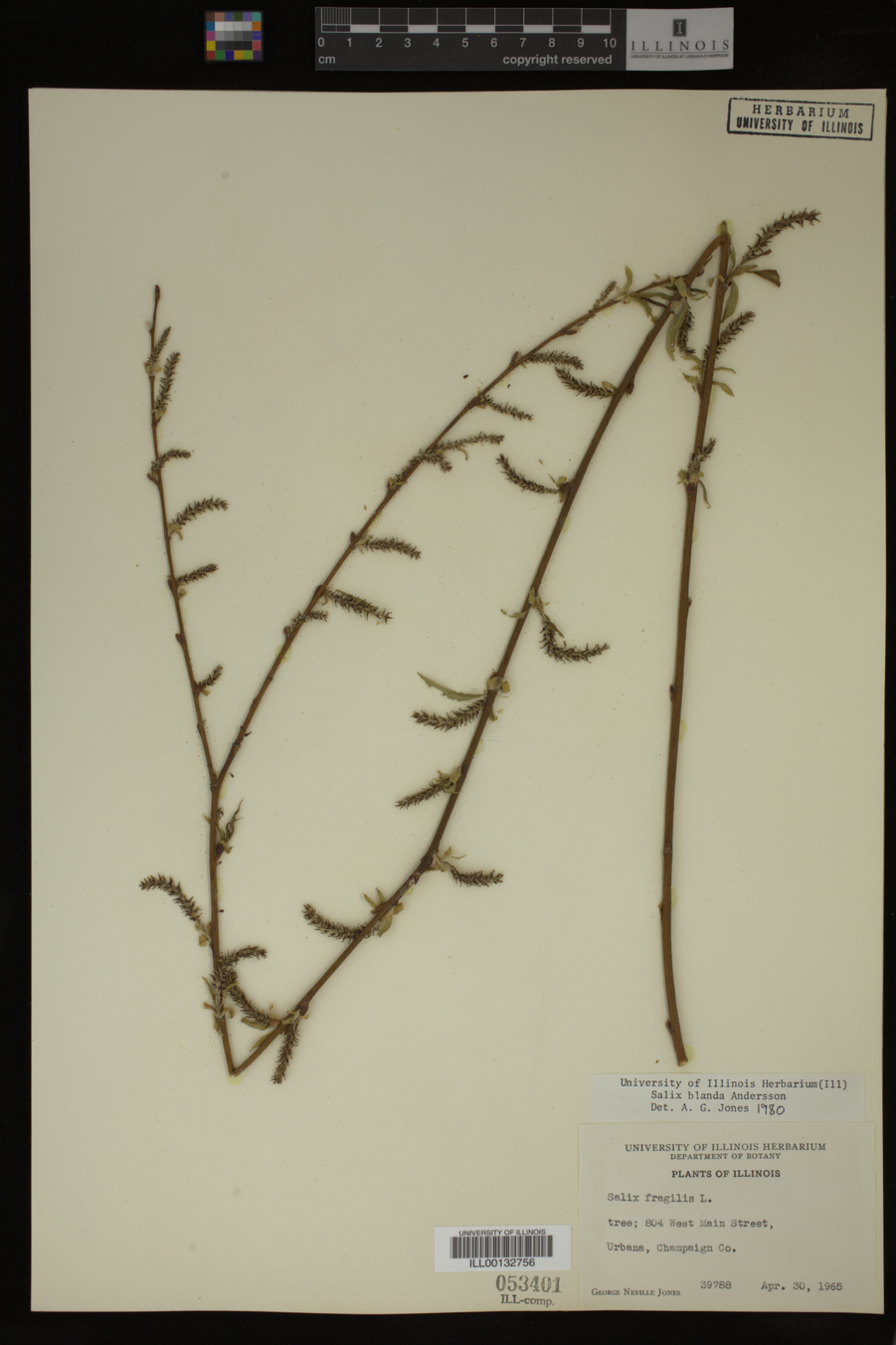 Salix X pendulina image