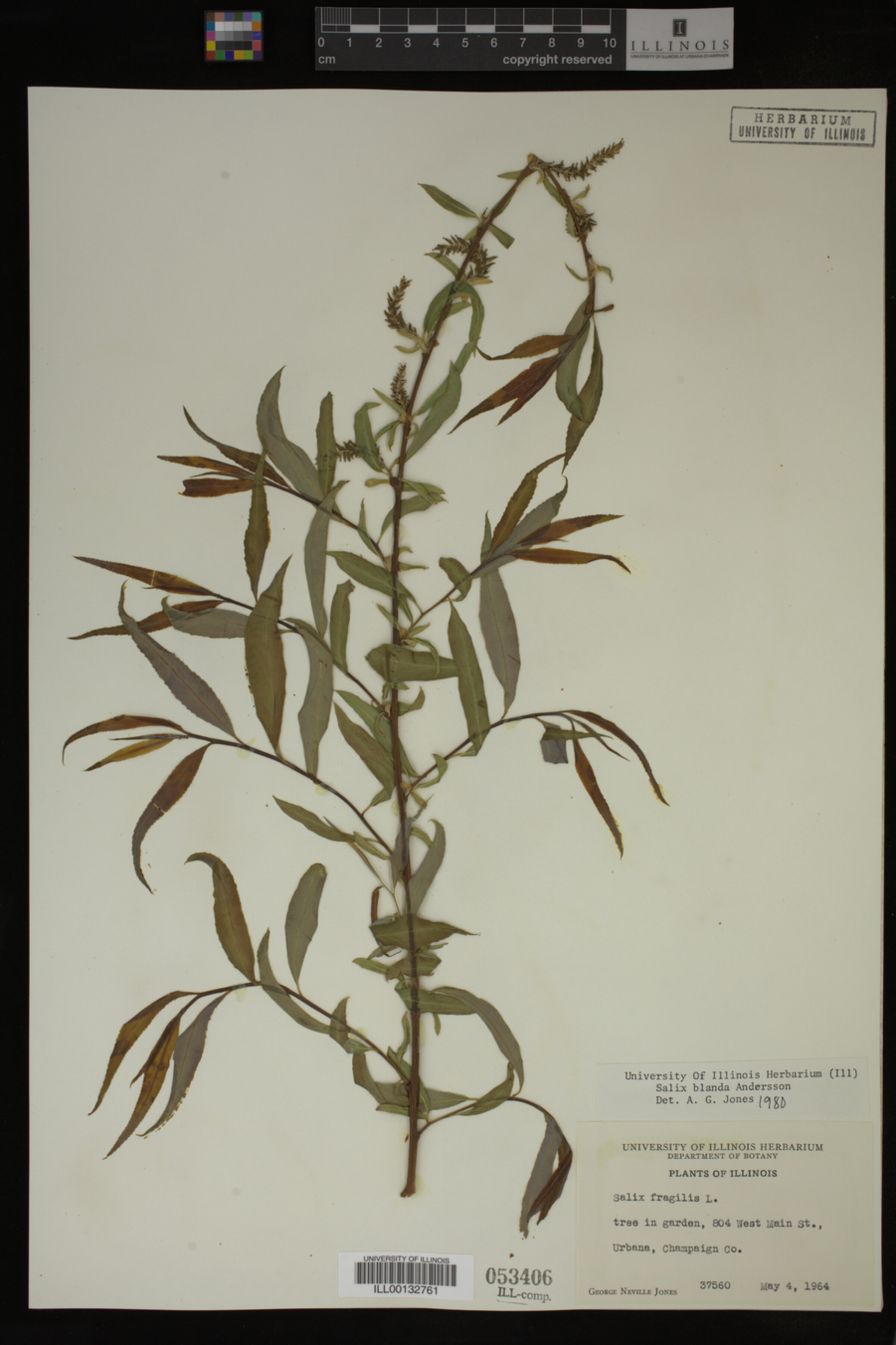 Salix X pendulina image