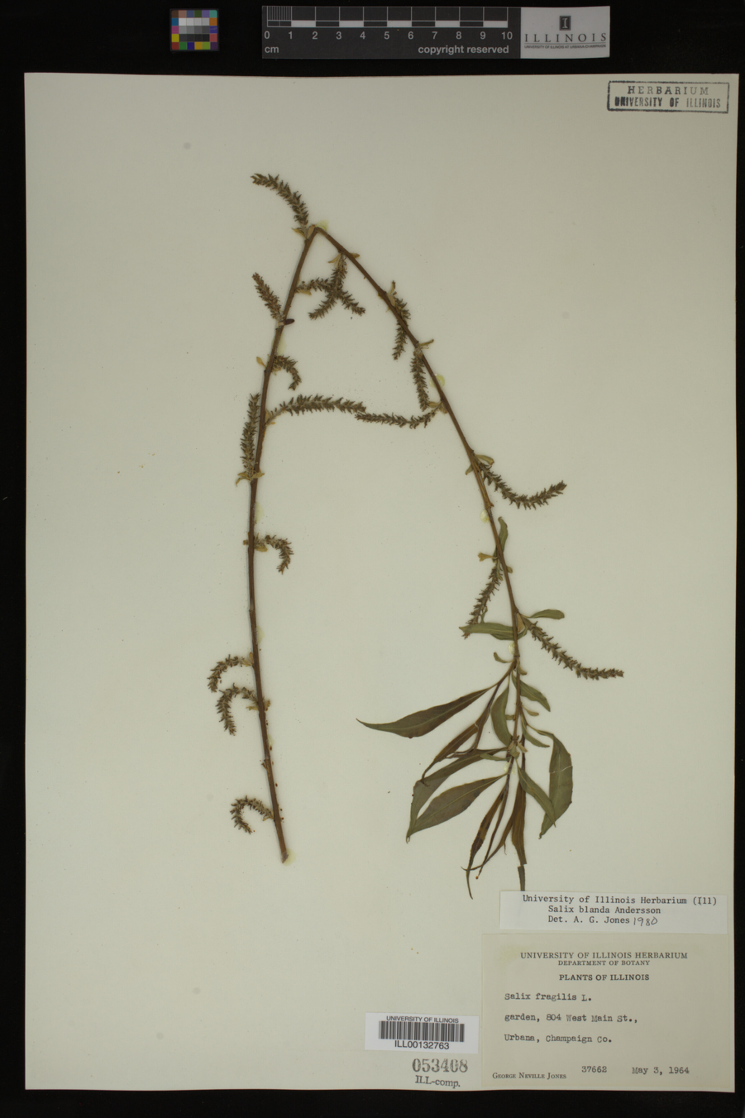 Salix X pendulina image