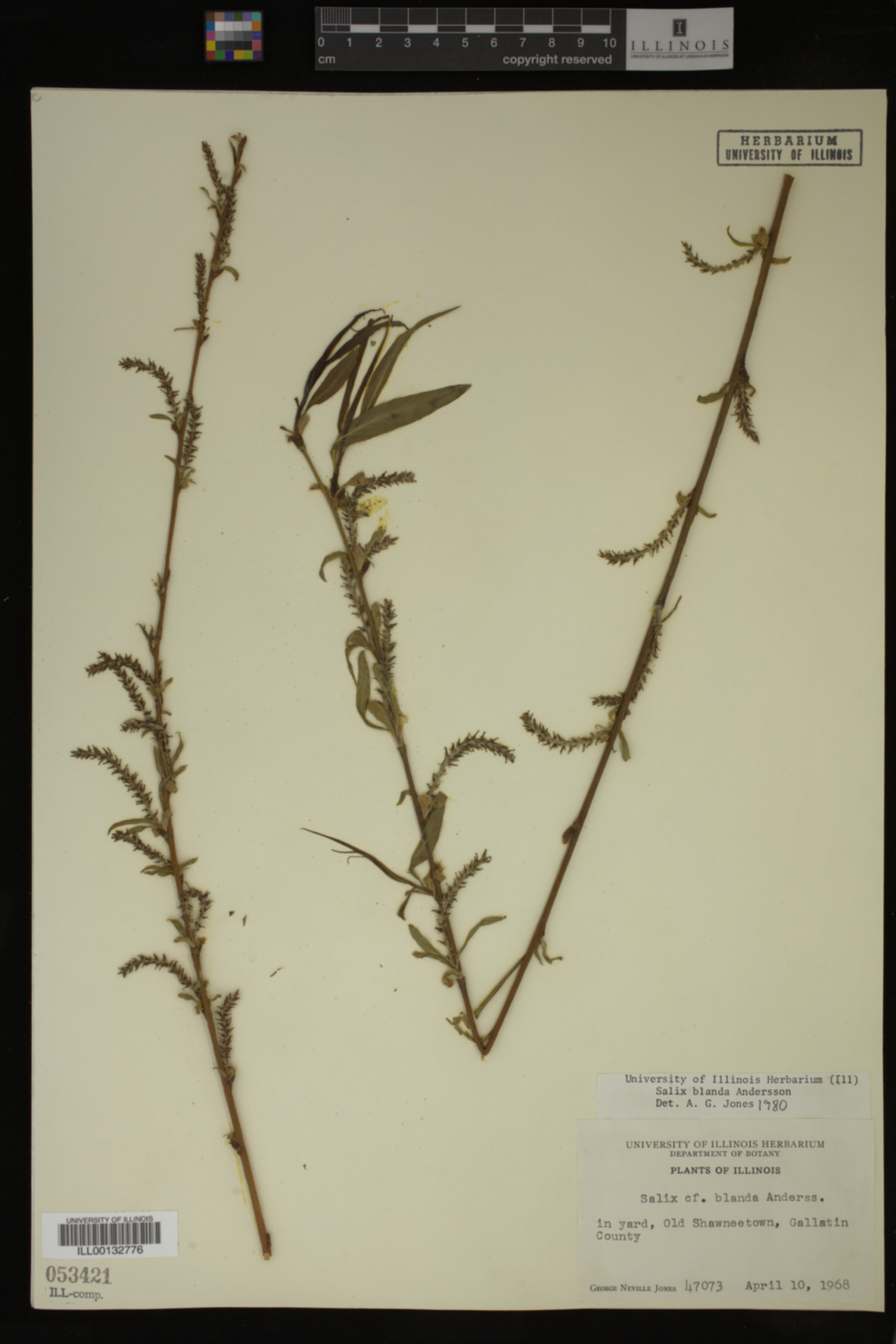 Salix X pendulina image