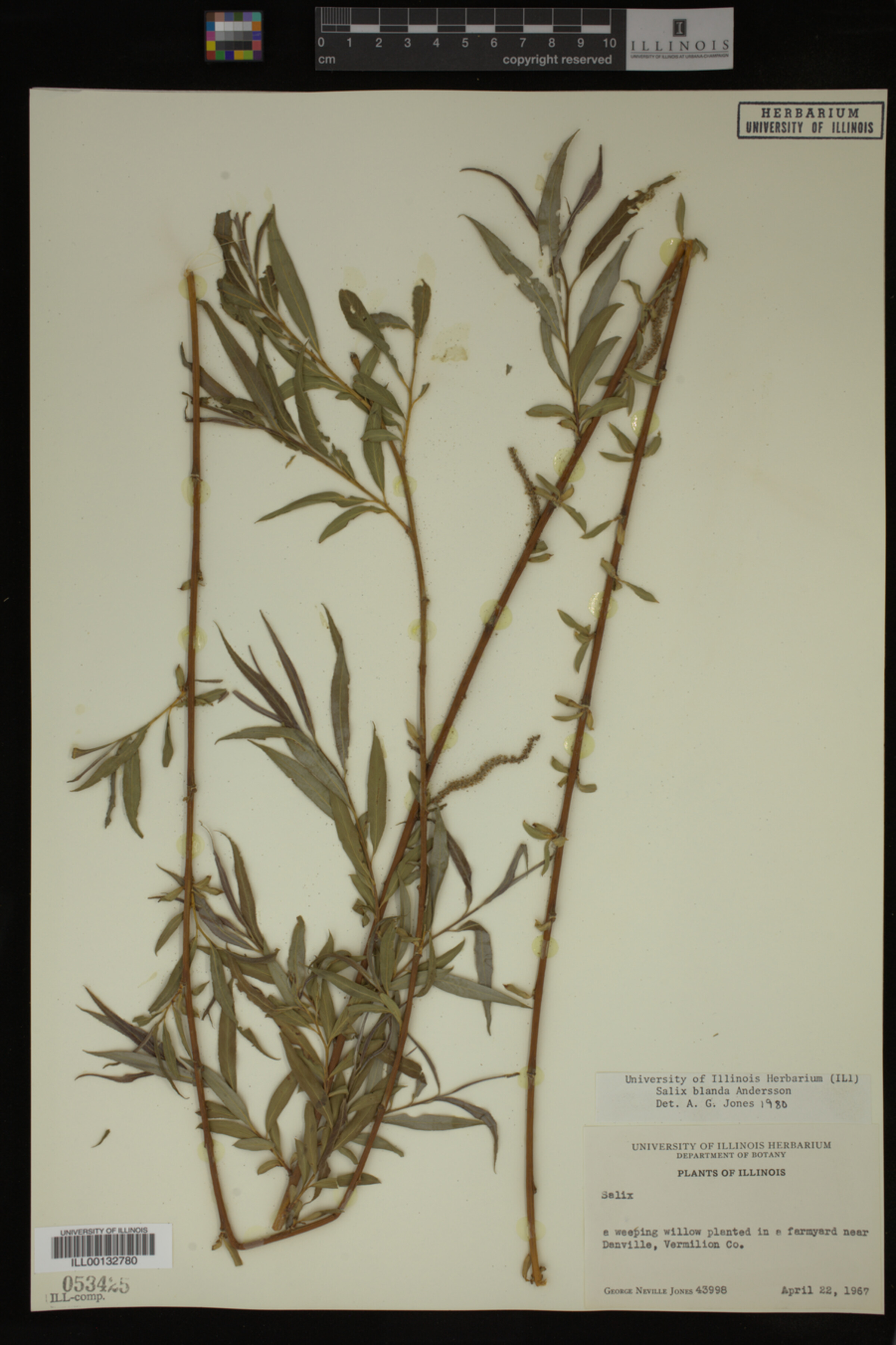 Salix X pendulina image