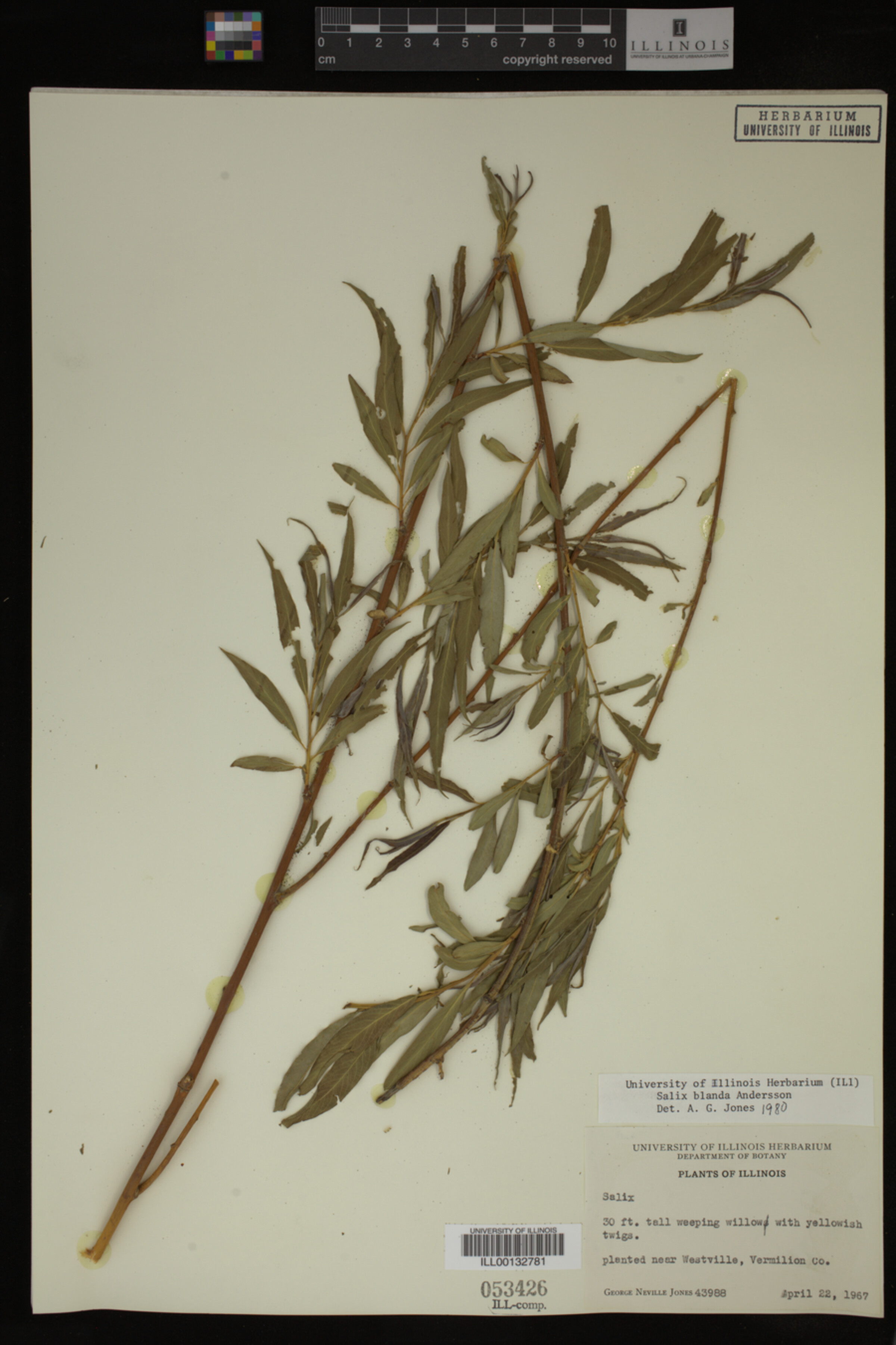 Salix X pendulina image
