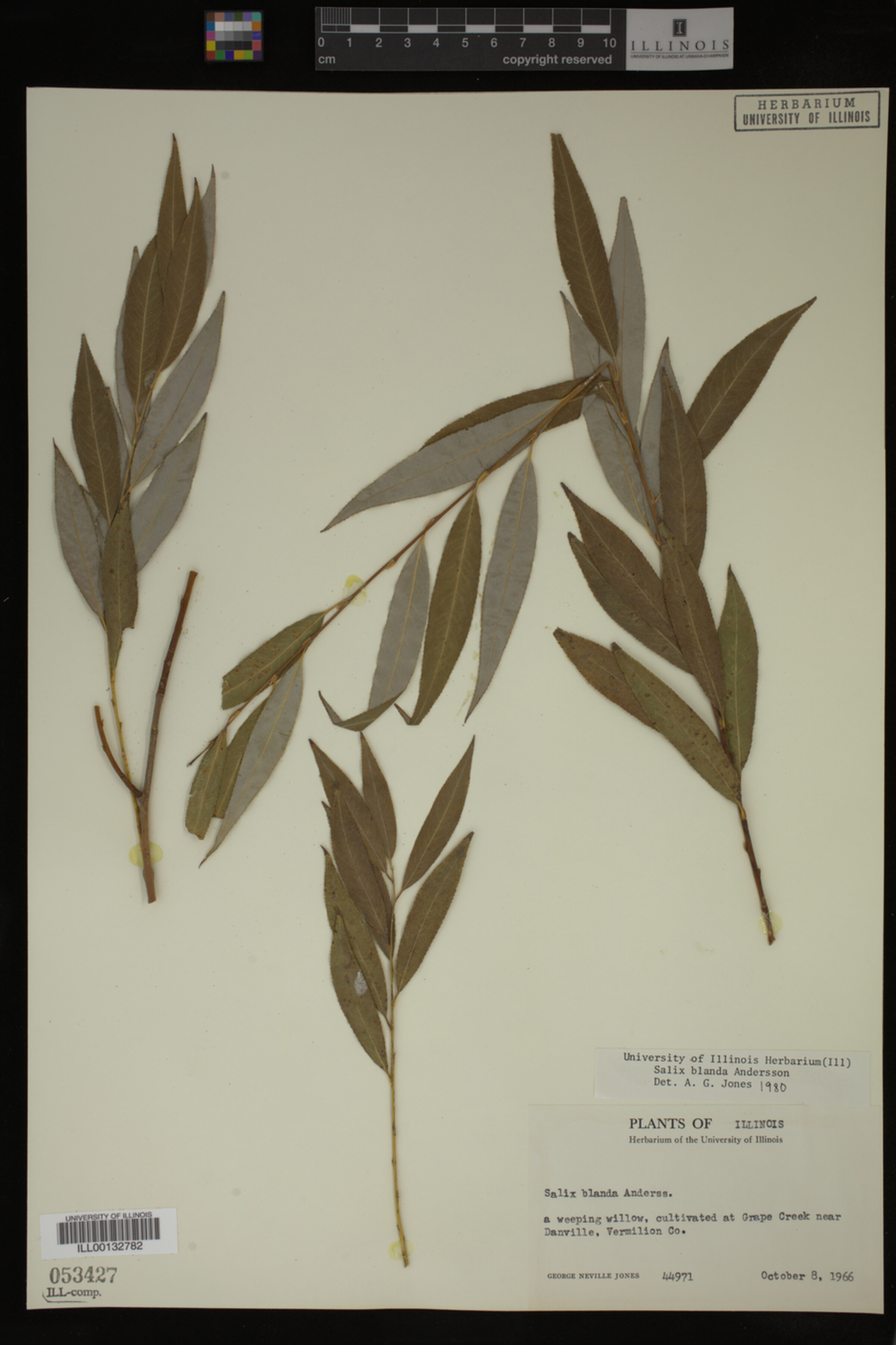 Salix X pendulina image