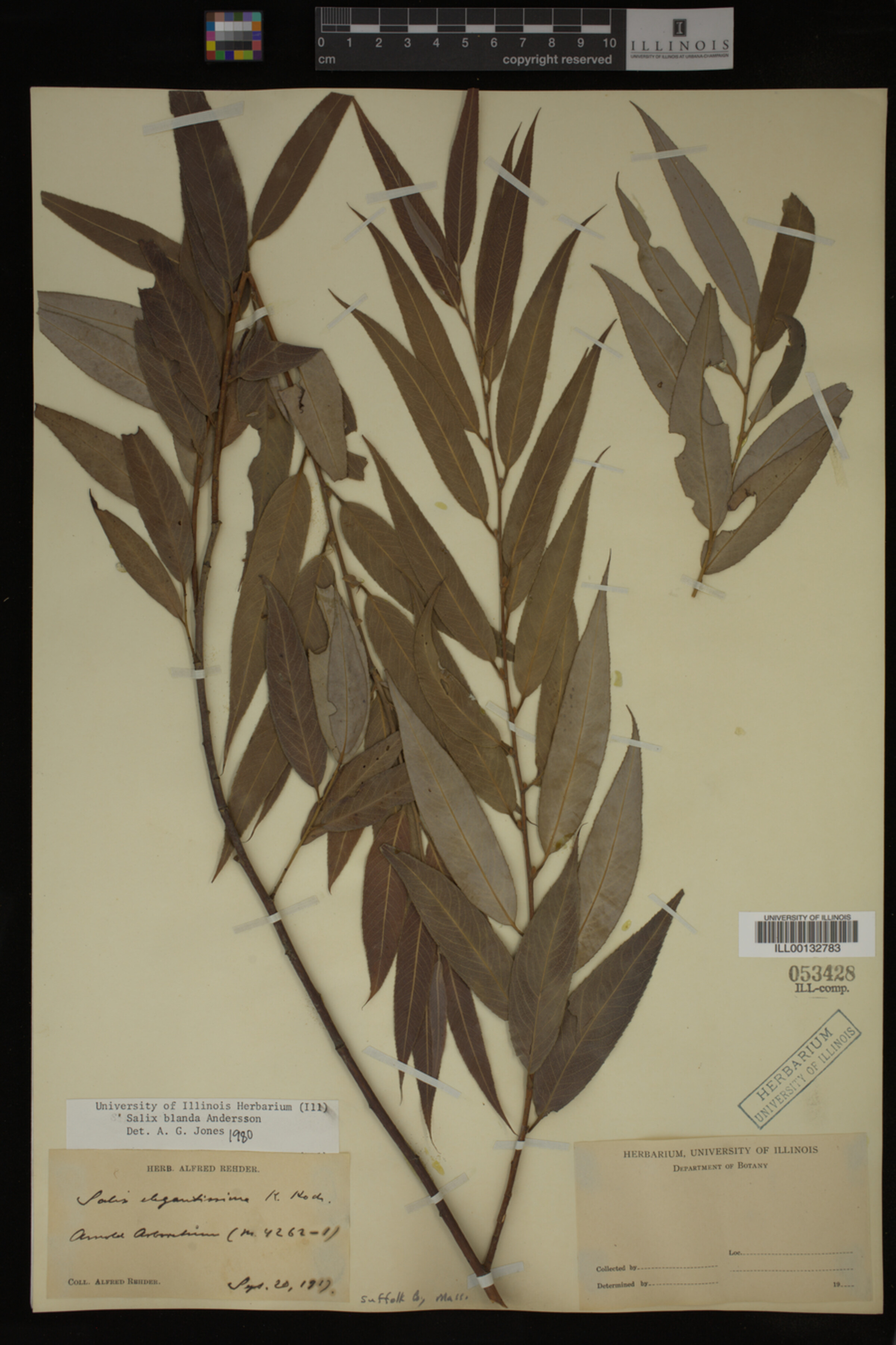 Salix X pendulina image
