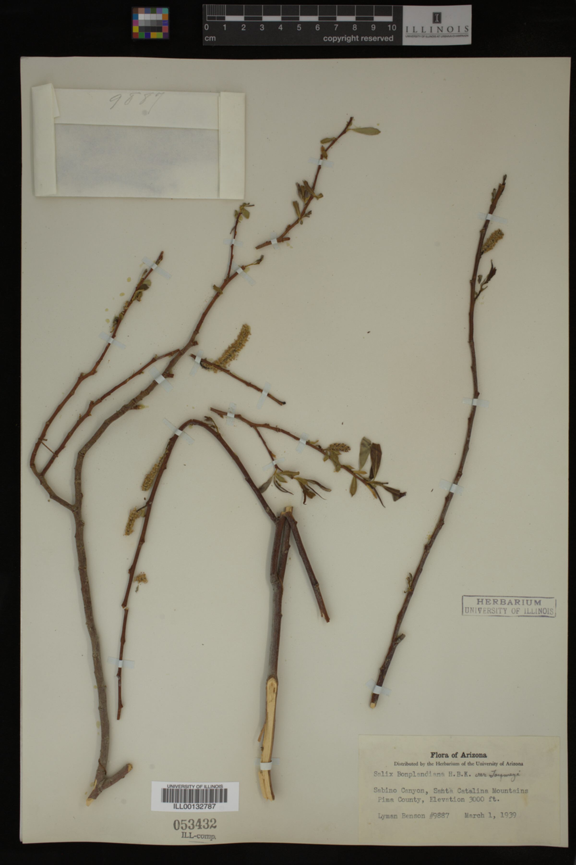 Salix bonplandiana image