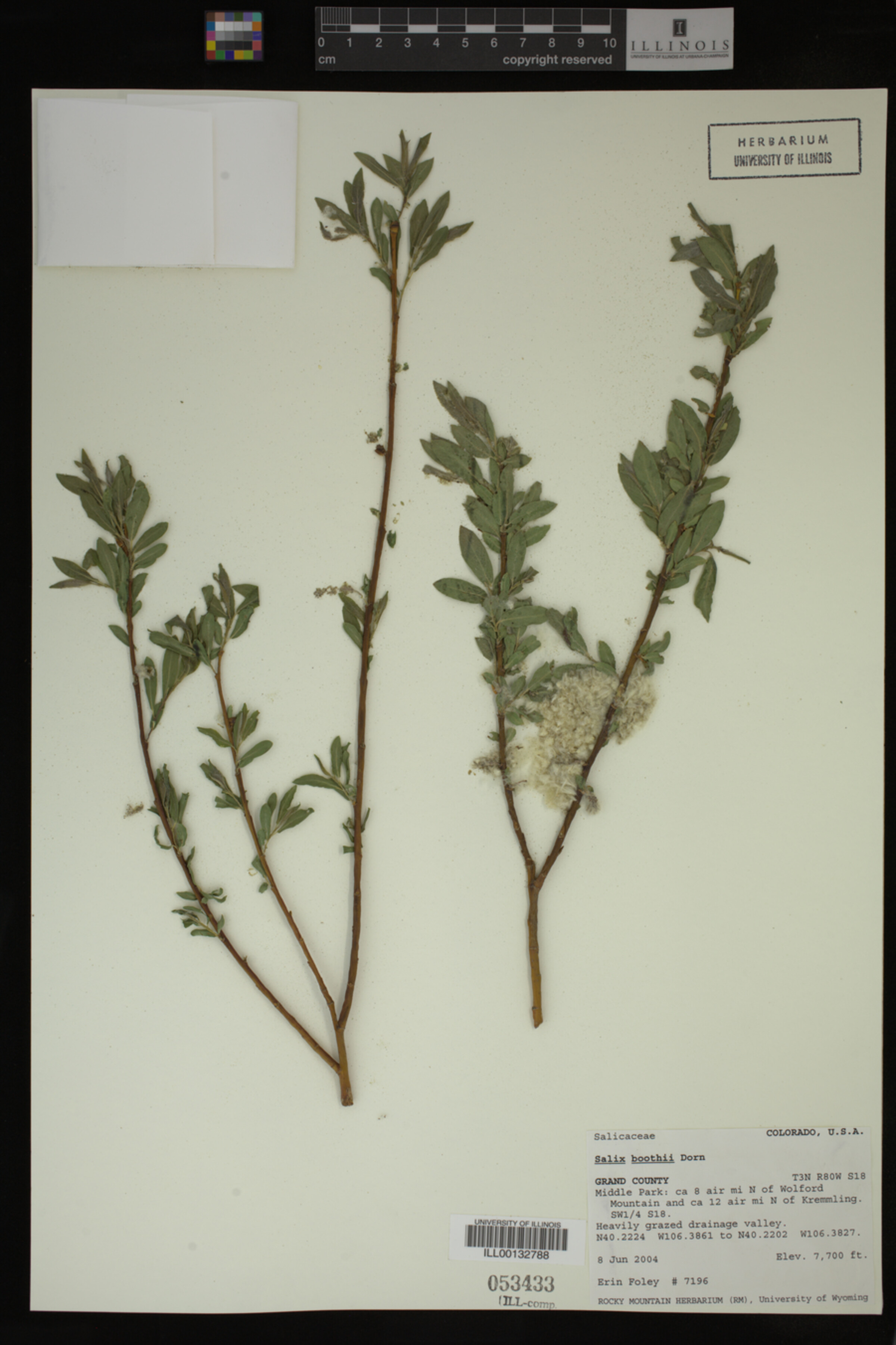 Salix boothii image