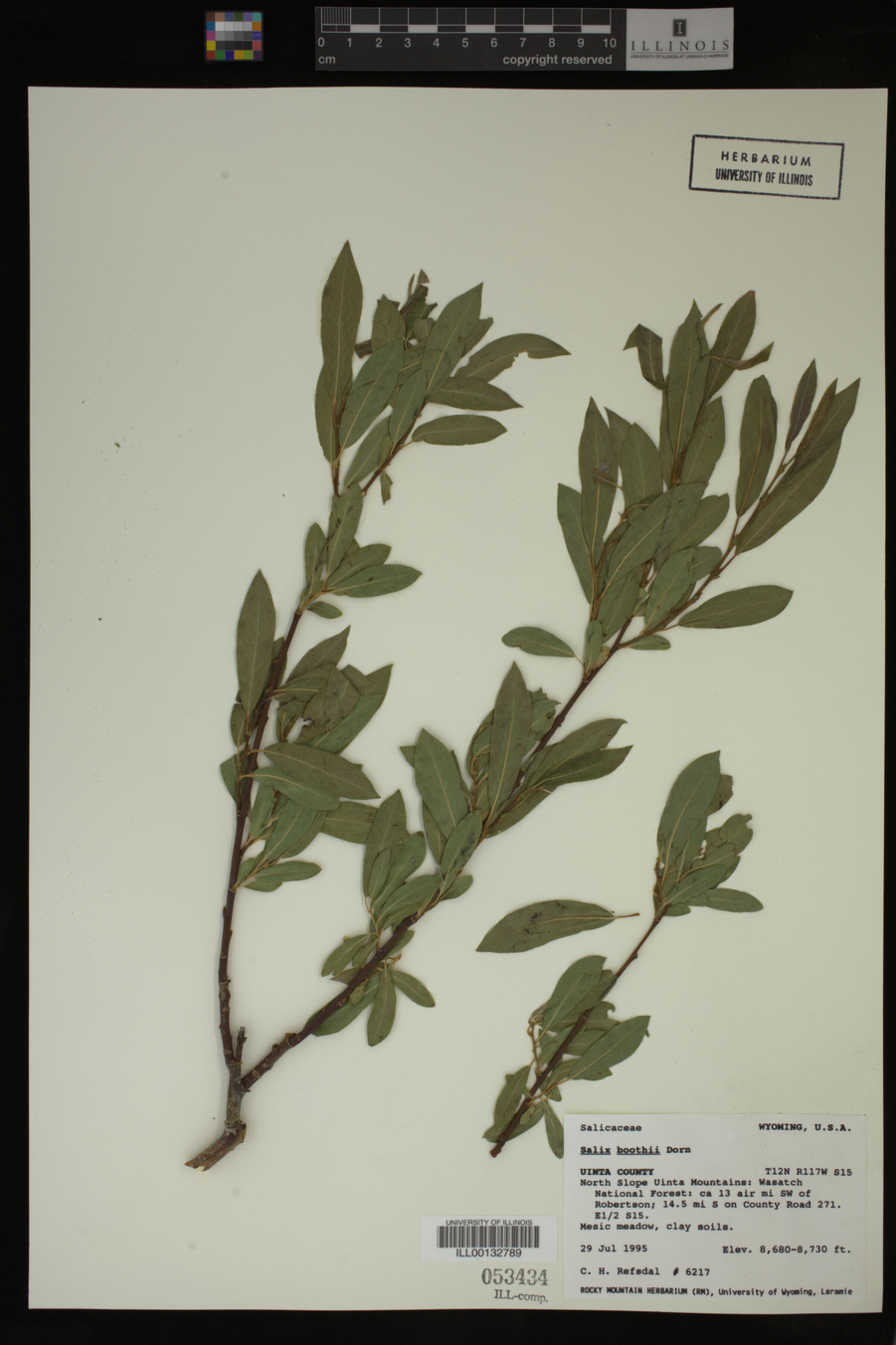 Salix boothii image