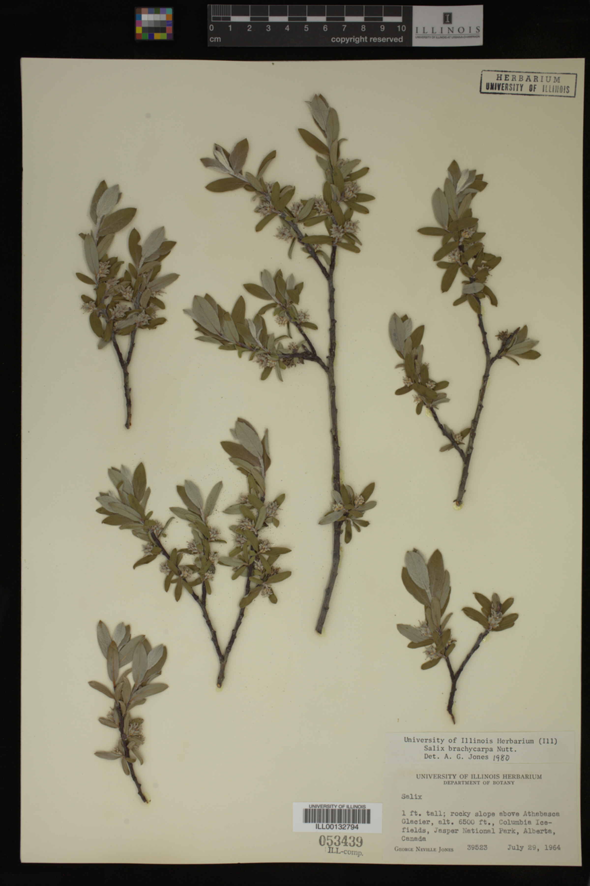 Salix brachycarpa image