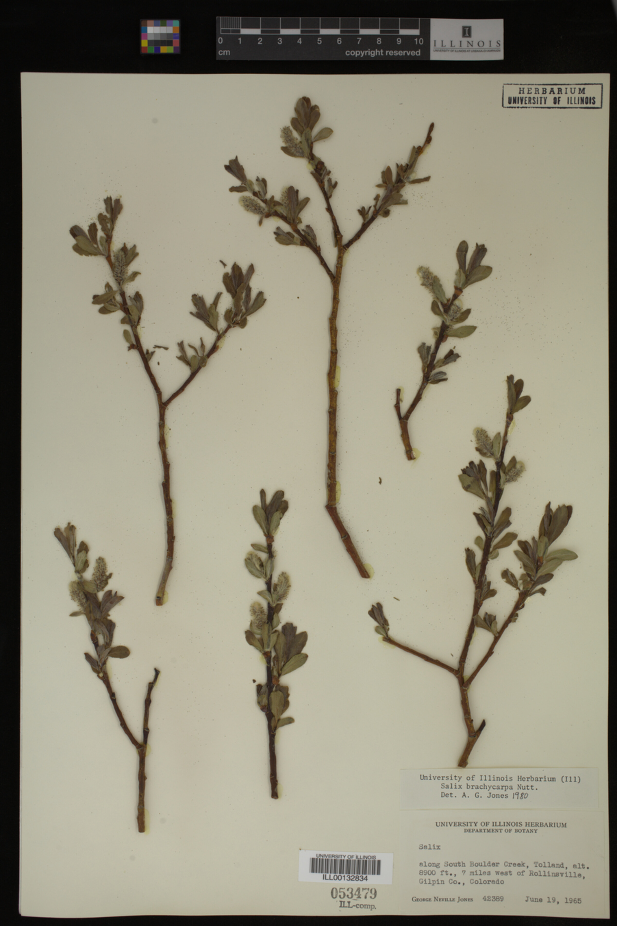 Salix brachycarpa image