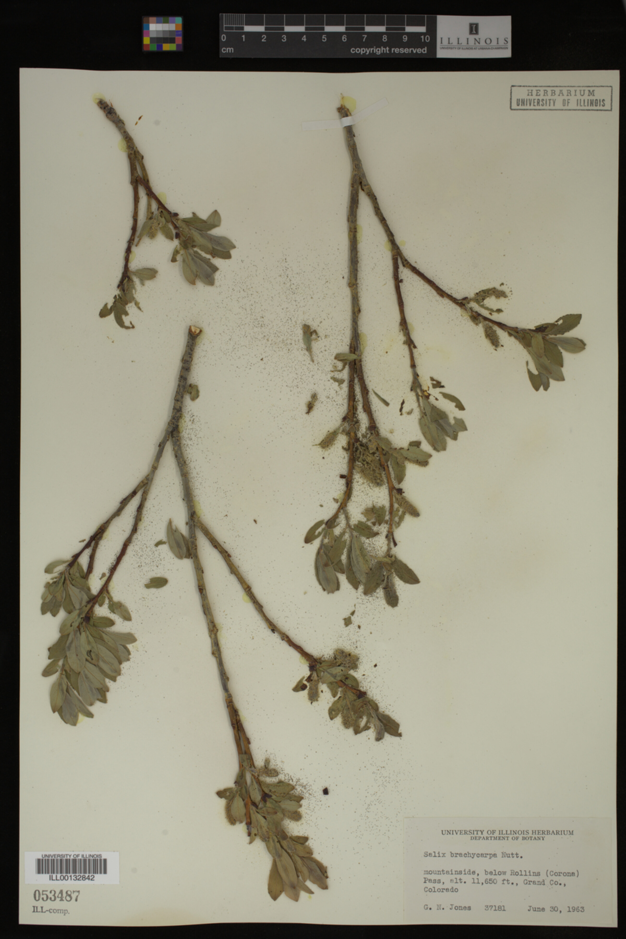 Salix brachycarpa image