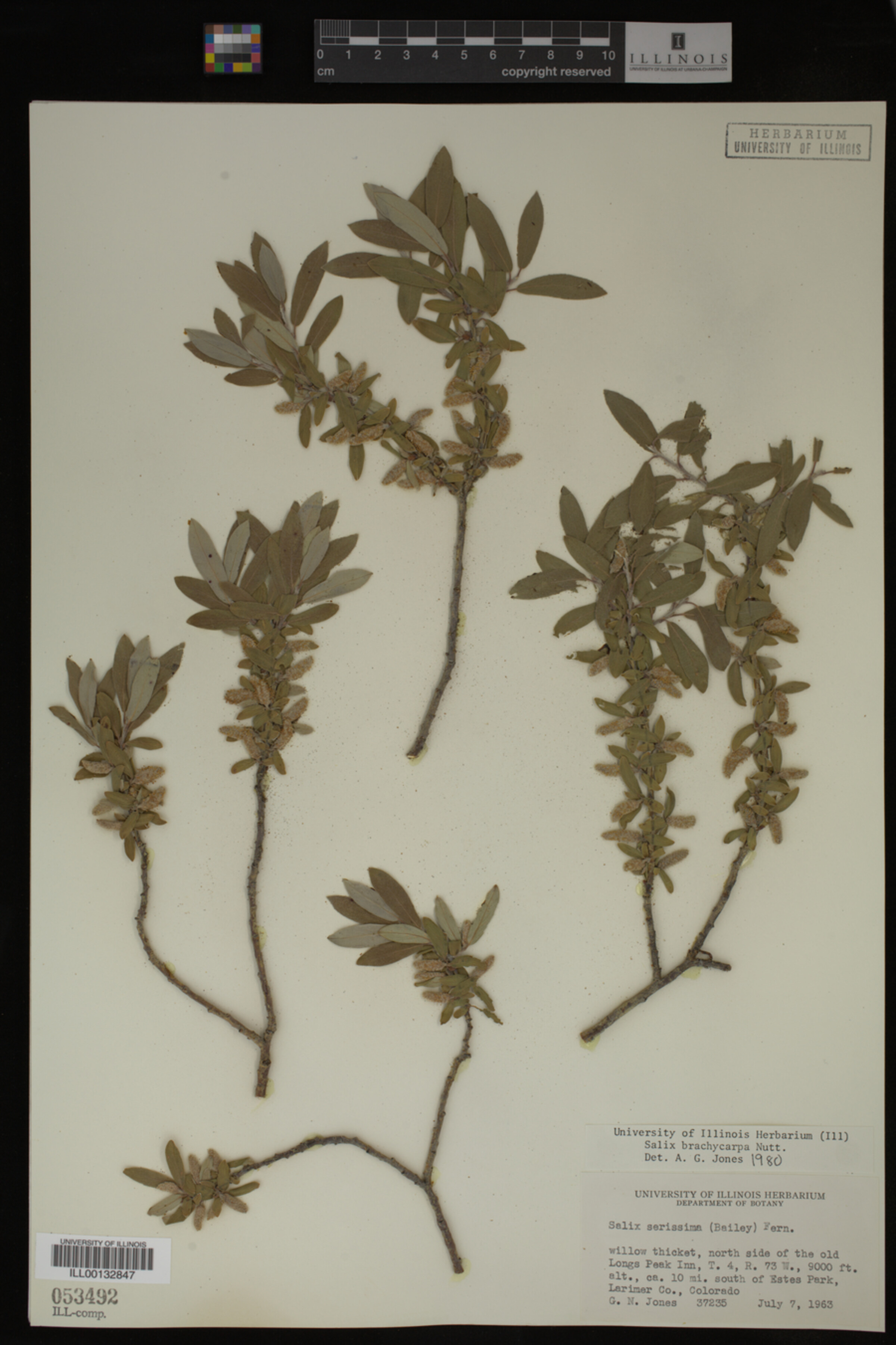 Salix brachycarpa image