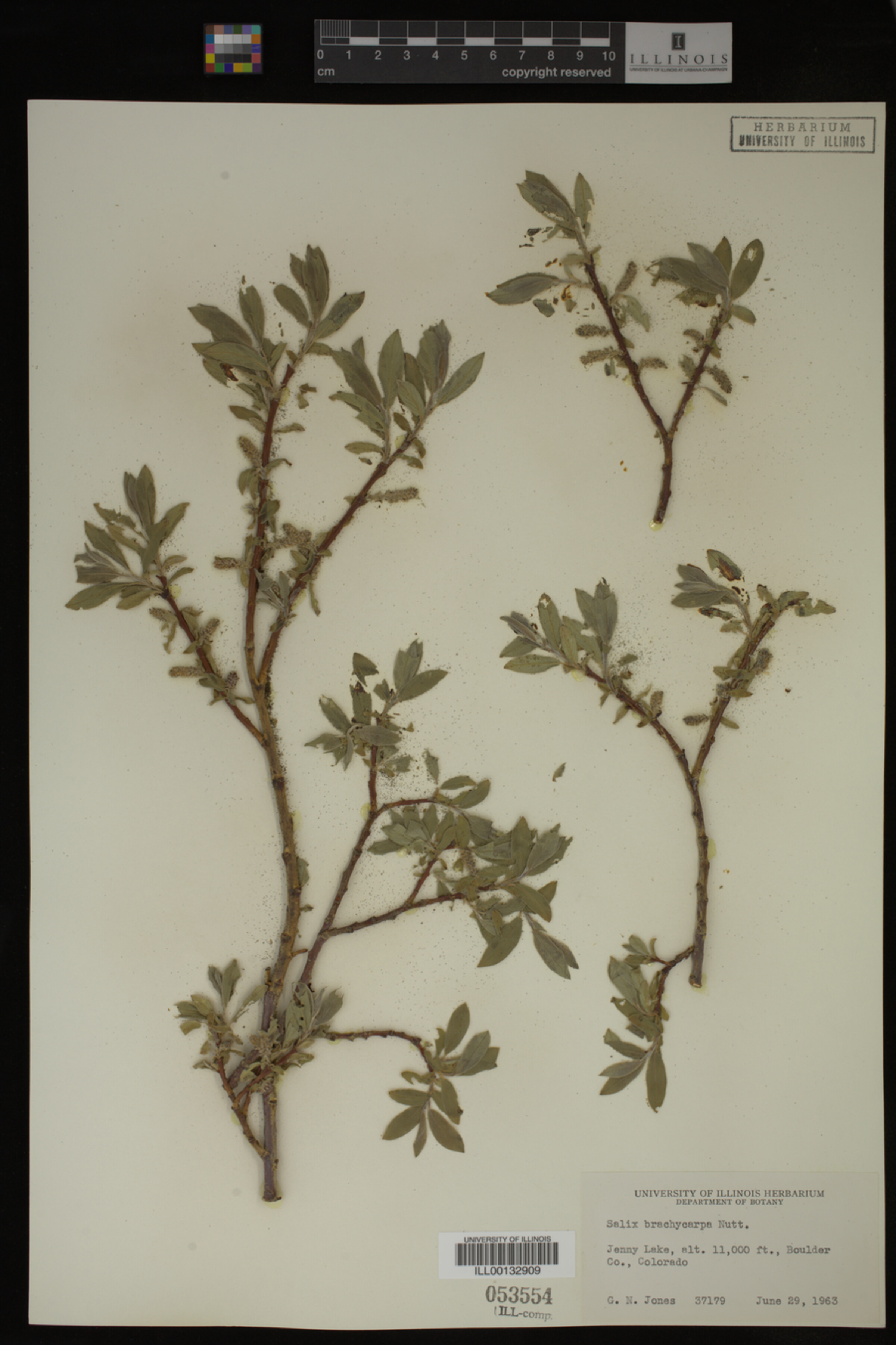 Salix brachycarpa image