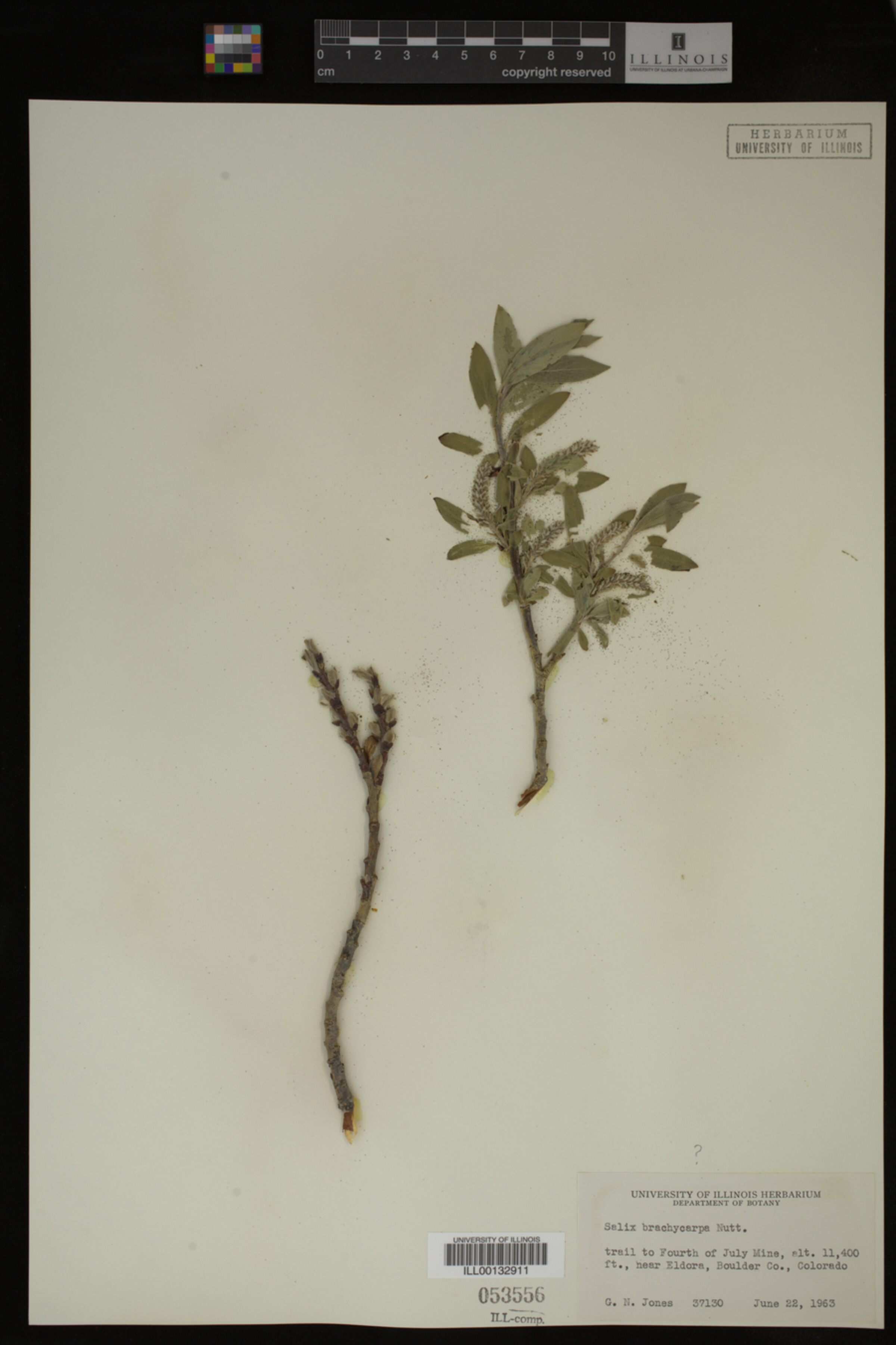 Salix brachycarpa image