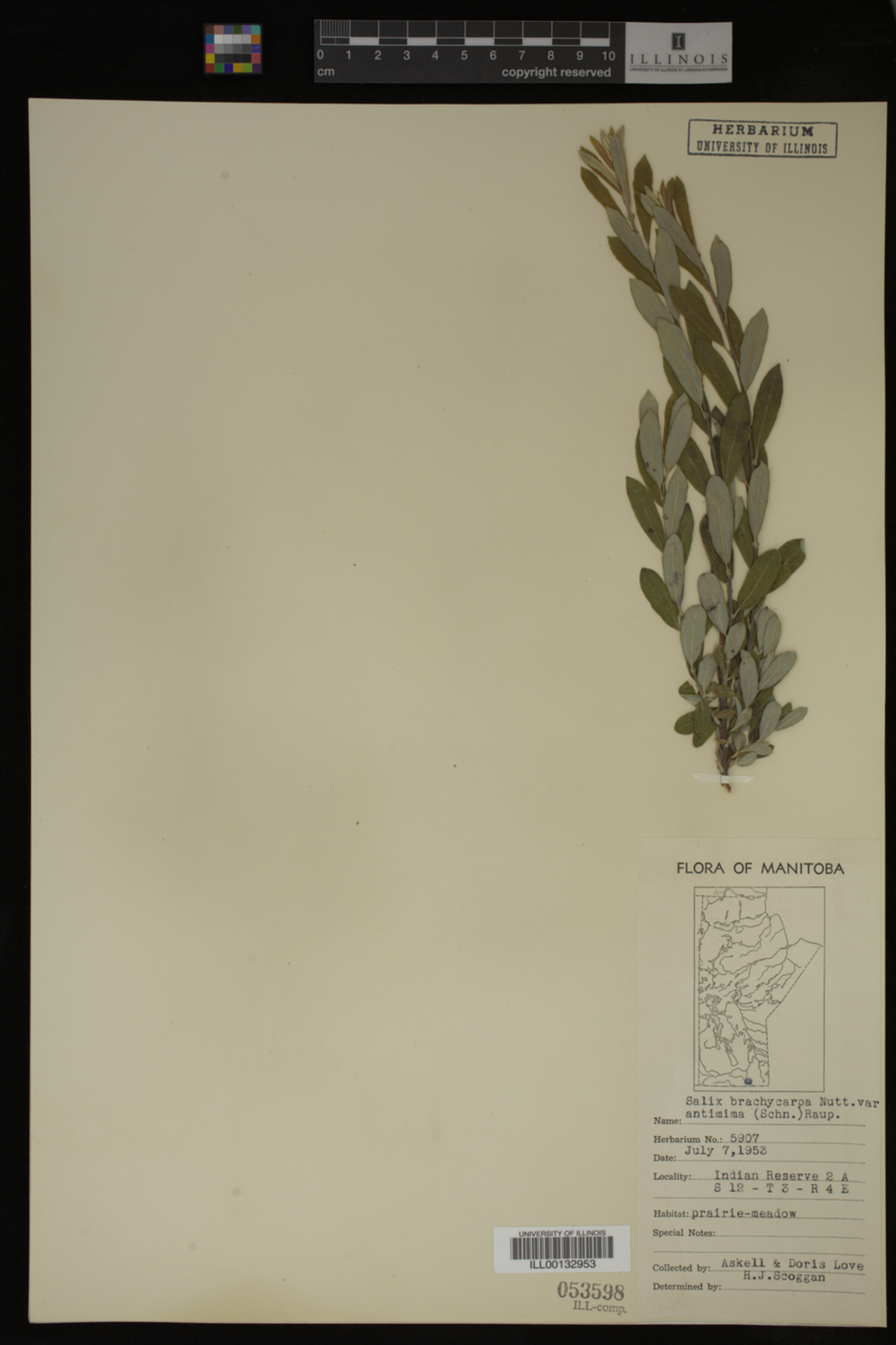 Salix brachycarpa var. brachycarpa image