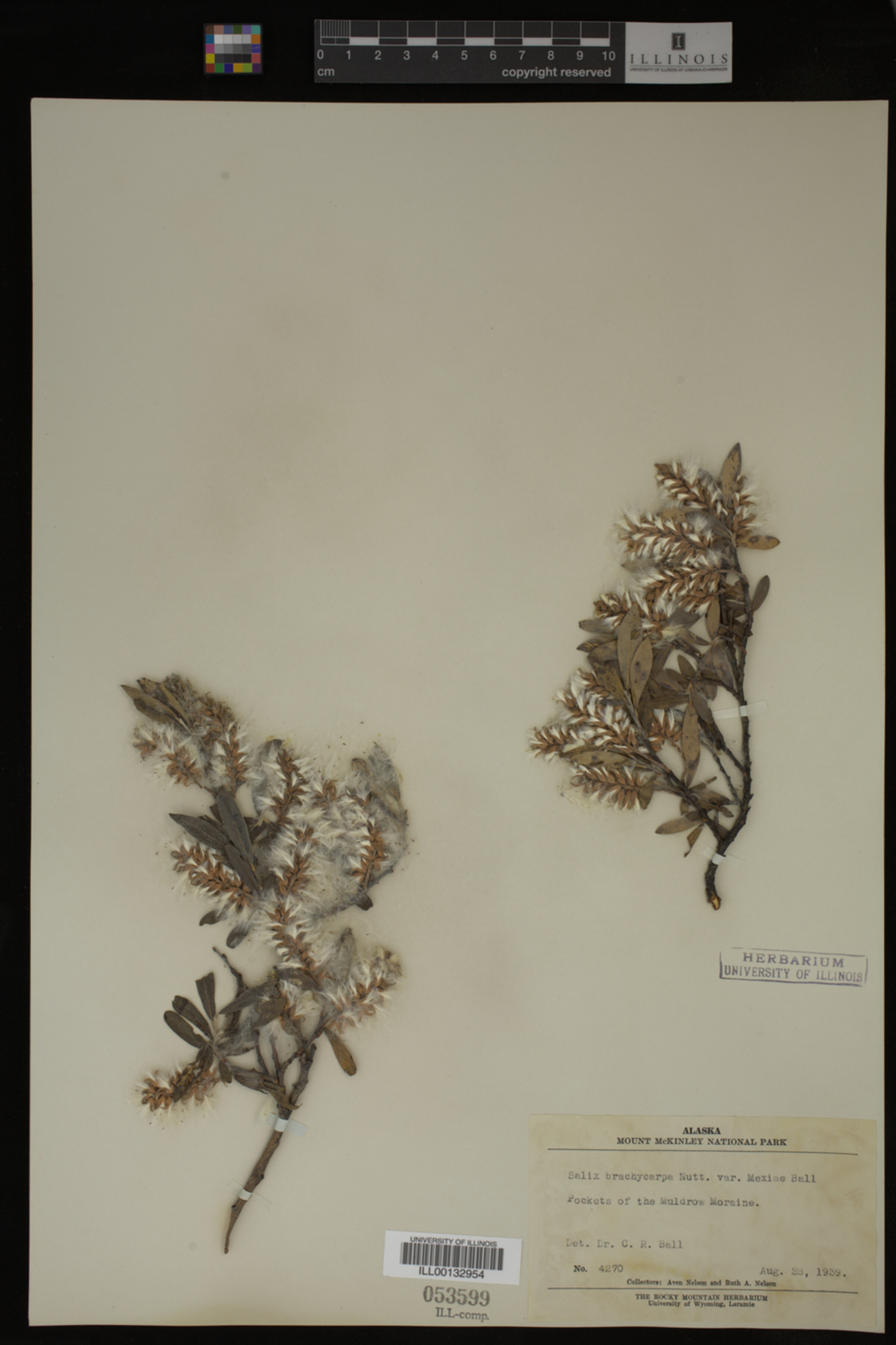 Salix niphoclada image