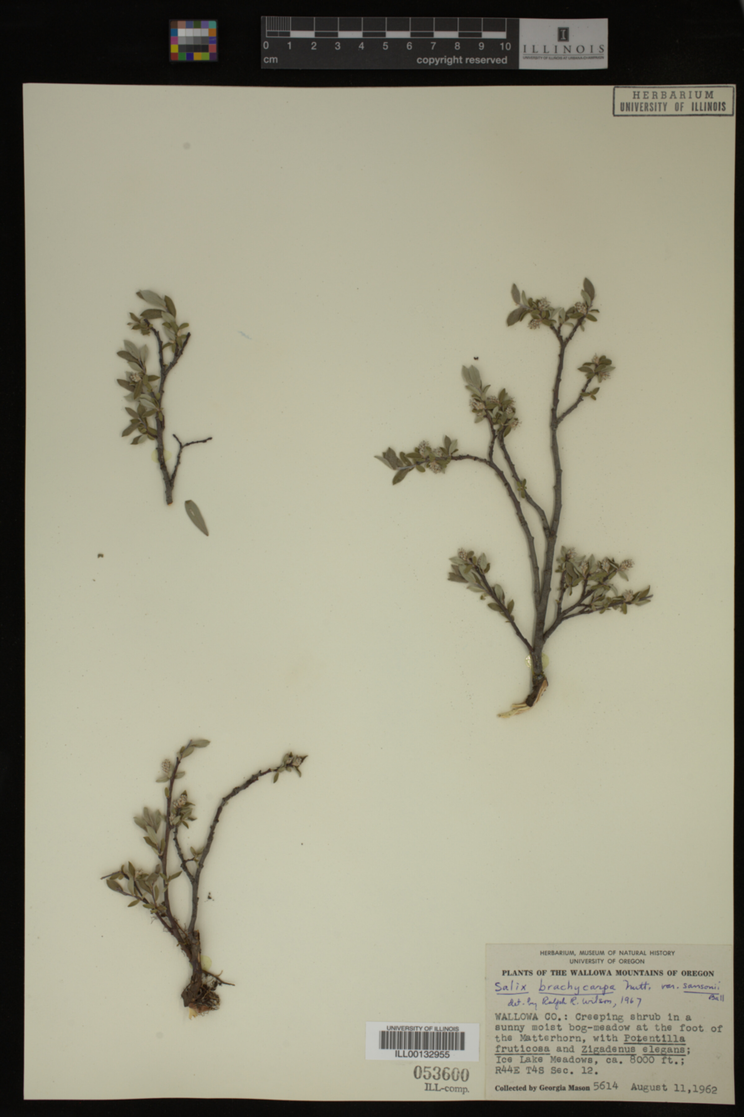 Salix brachycarpa var. brachycarpa image
