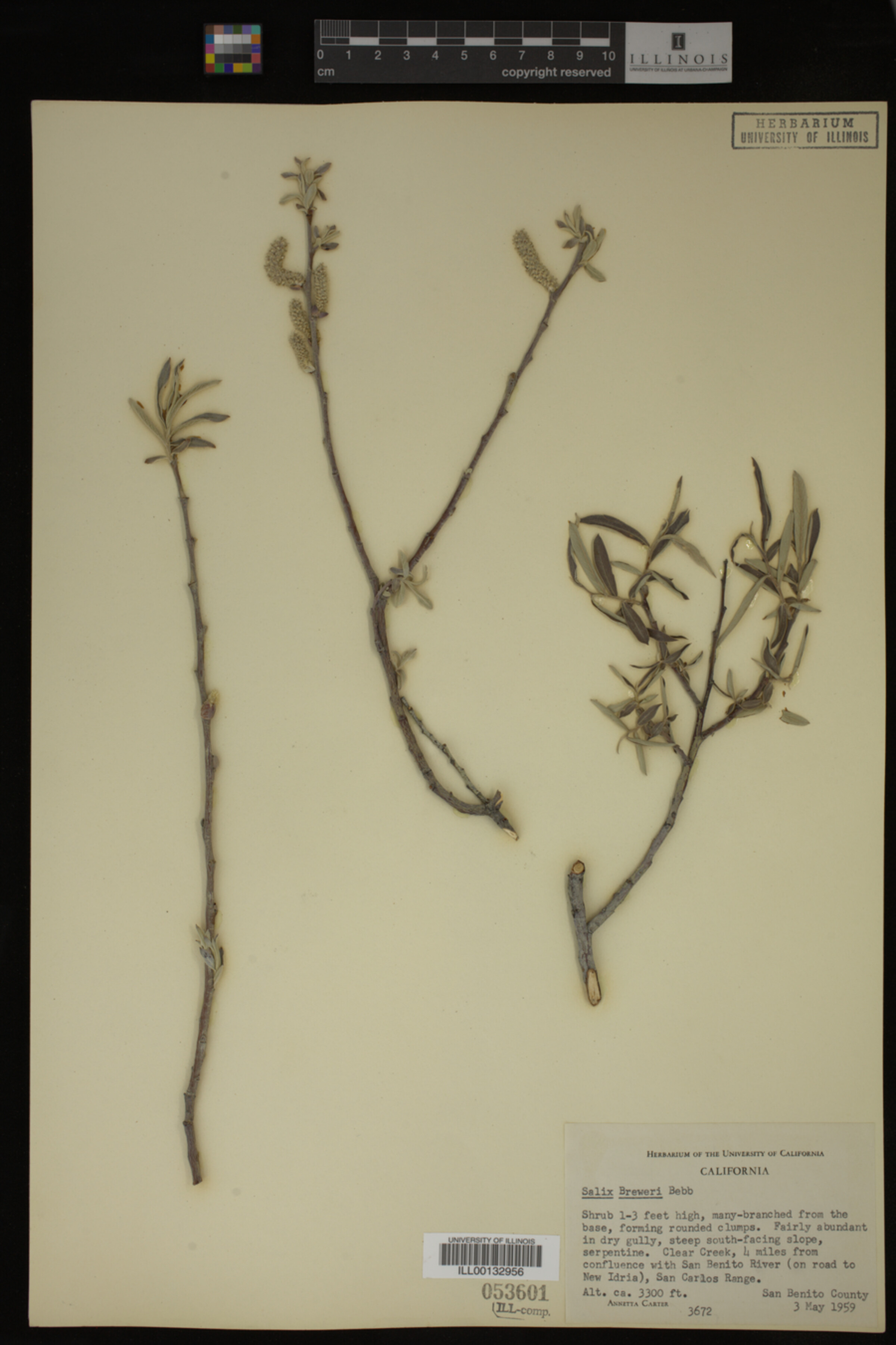 Salix breweri image