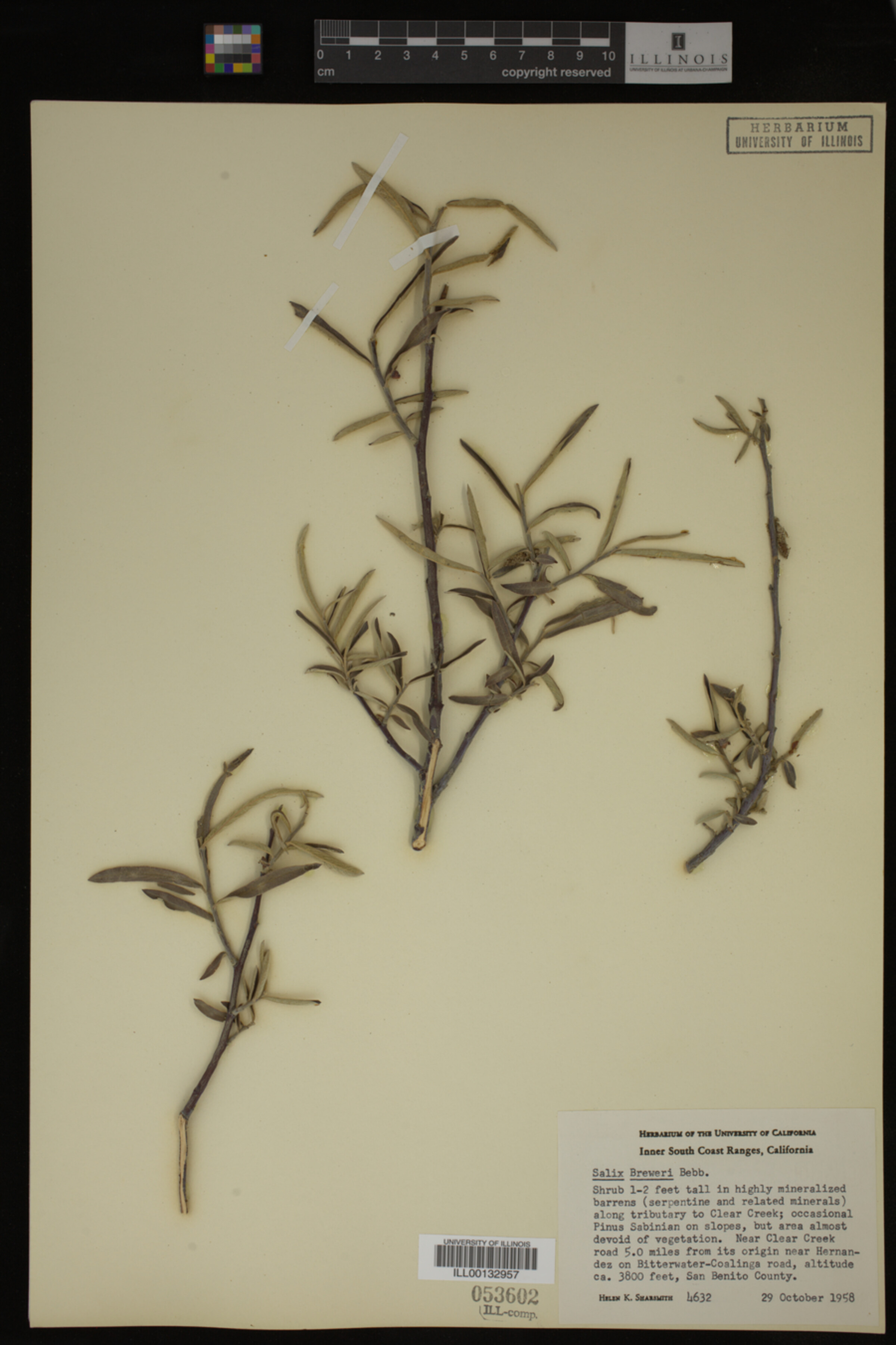 Salix breweri image