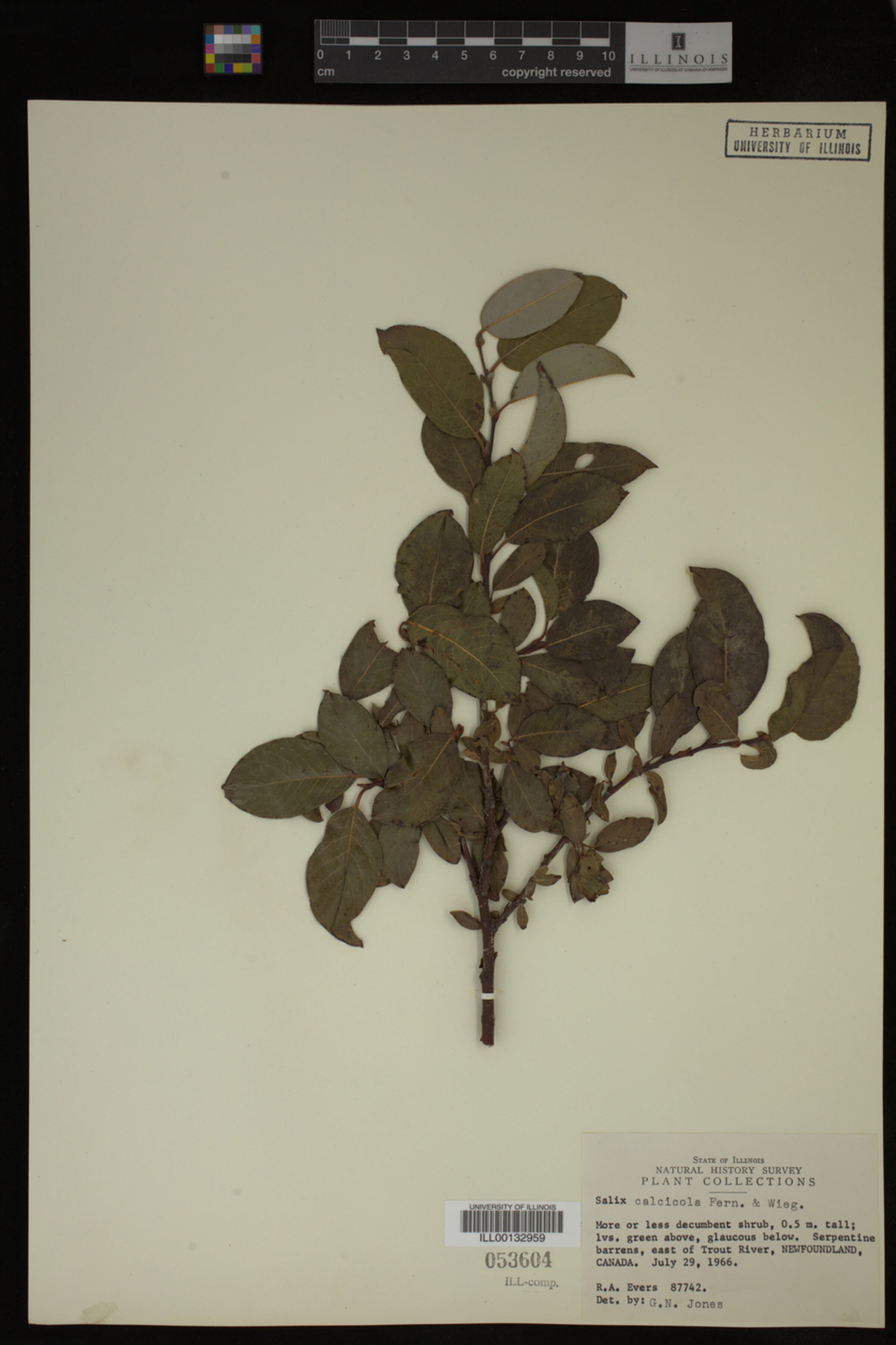 Salix calcicola image