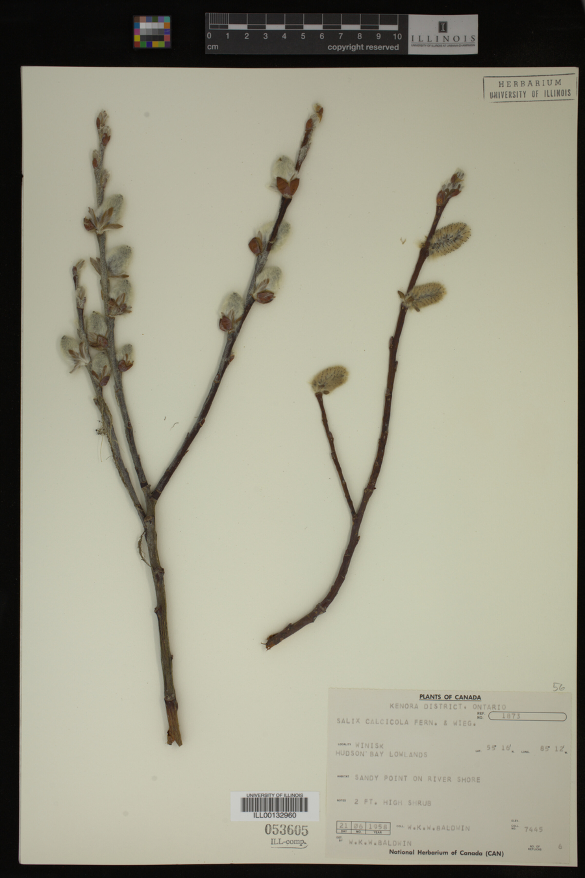 Salix calcicola image