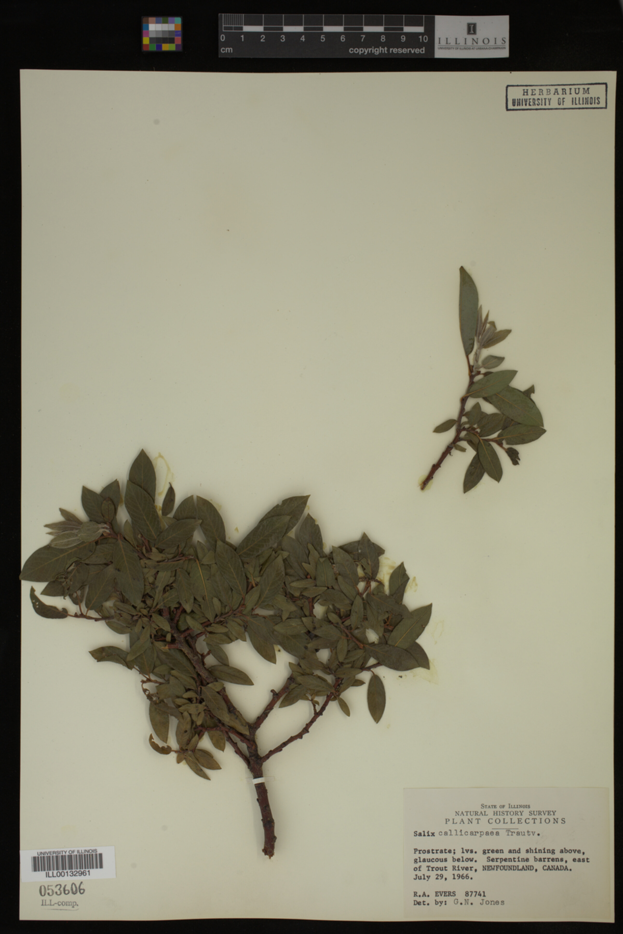 Salix callicarpaea image