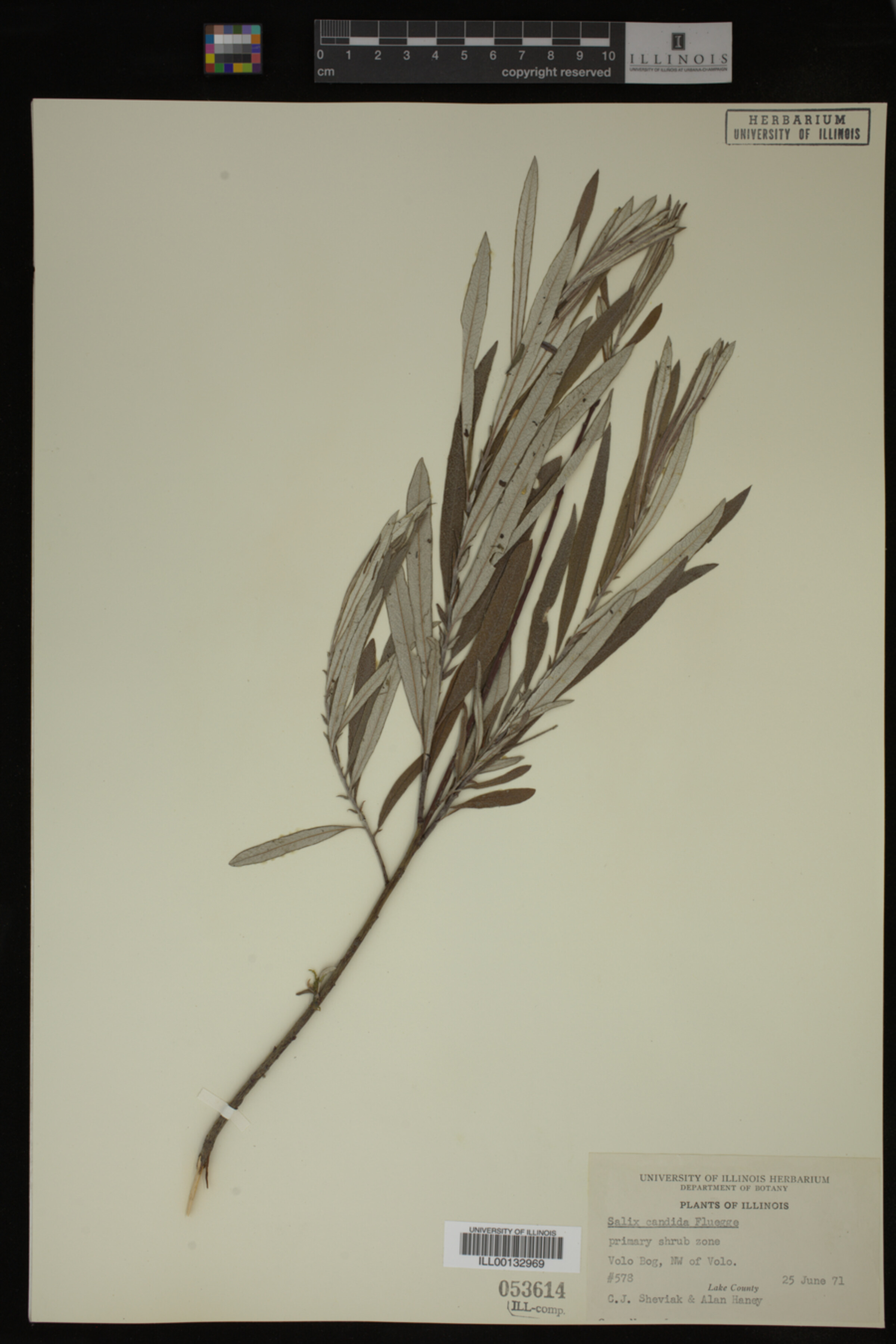 Salix candida image