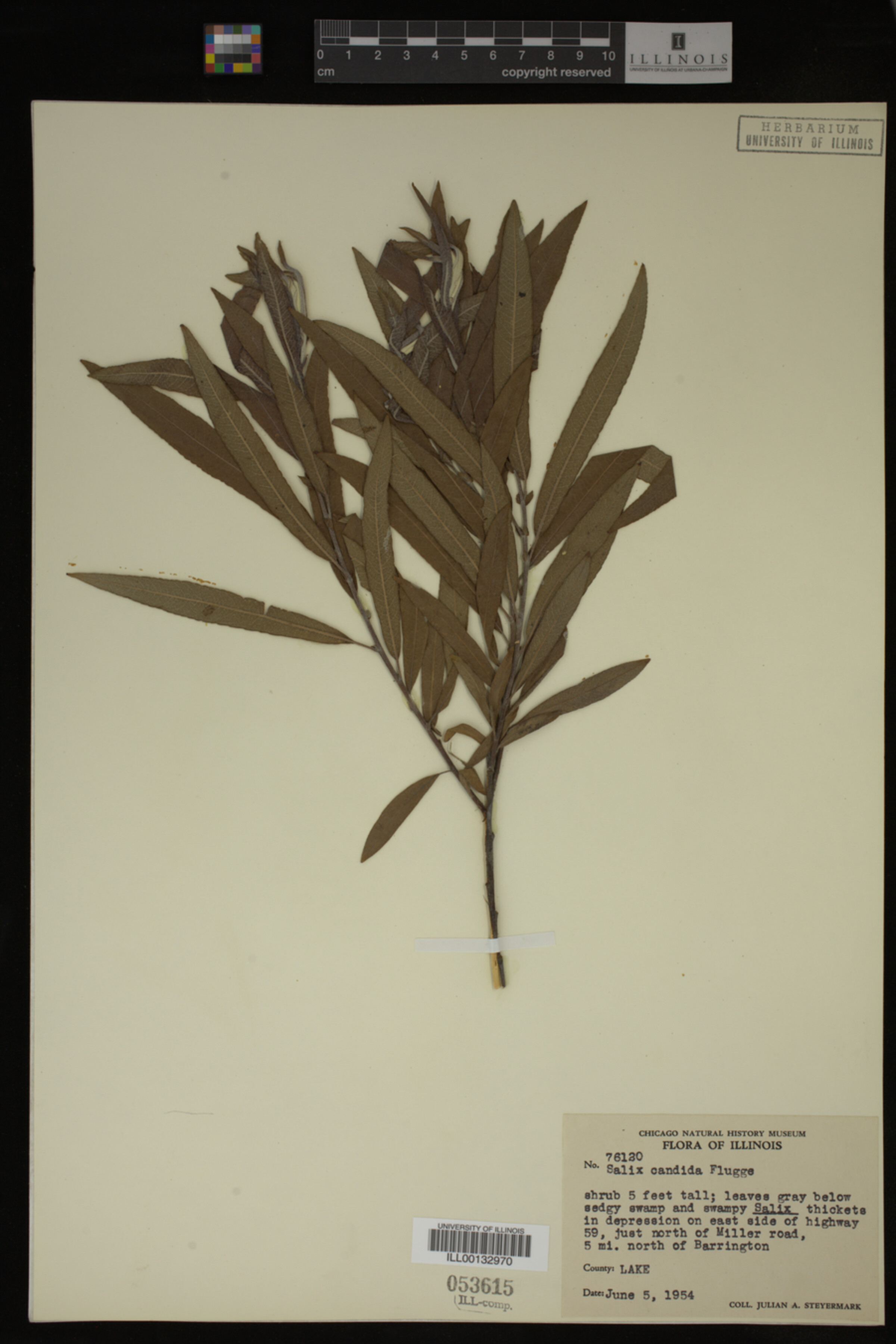 Salix candida image