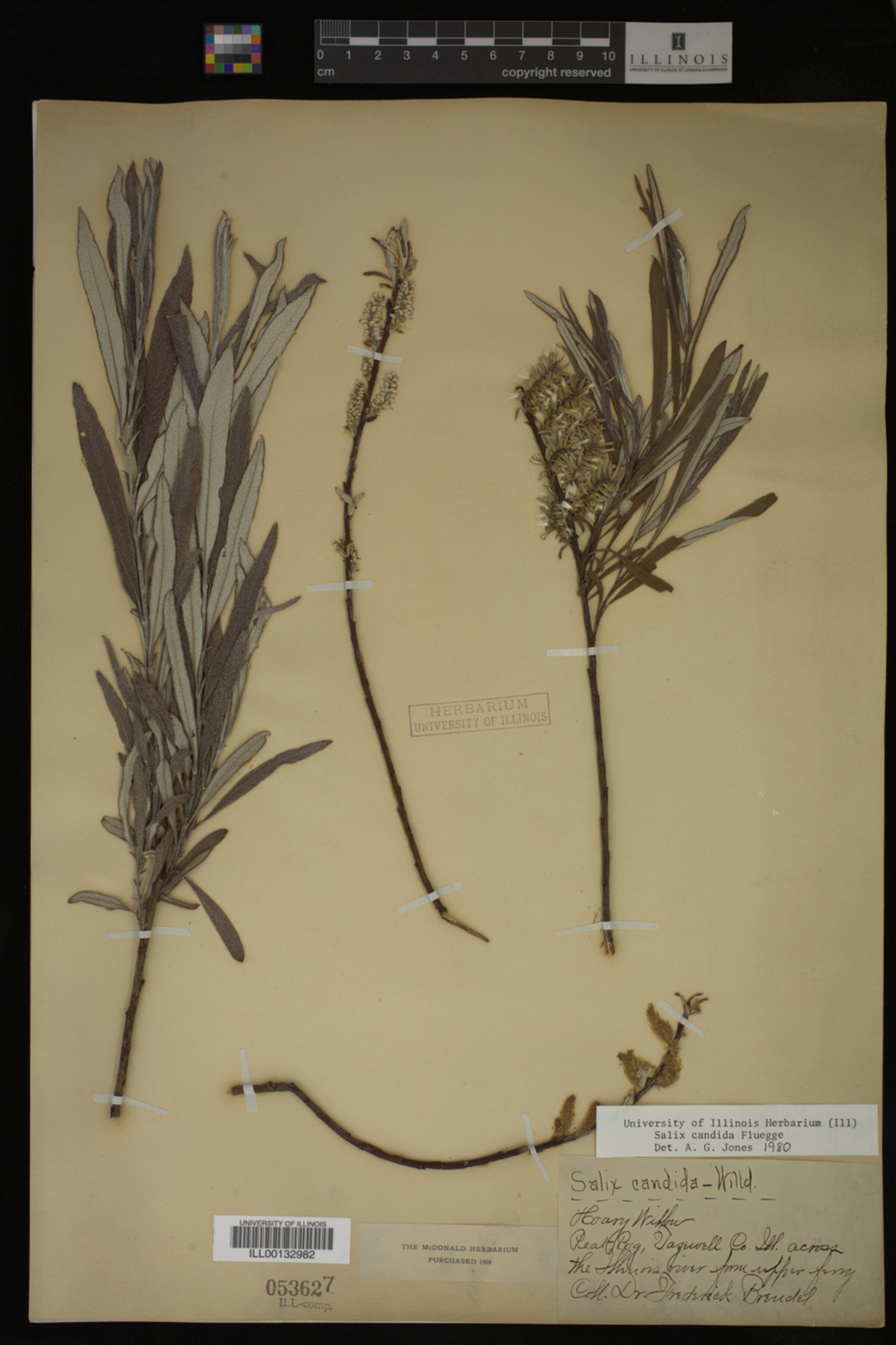 Salix candida image