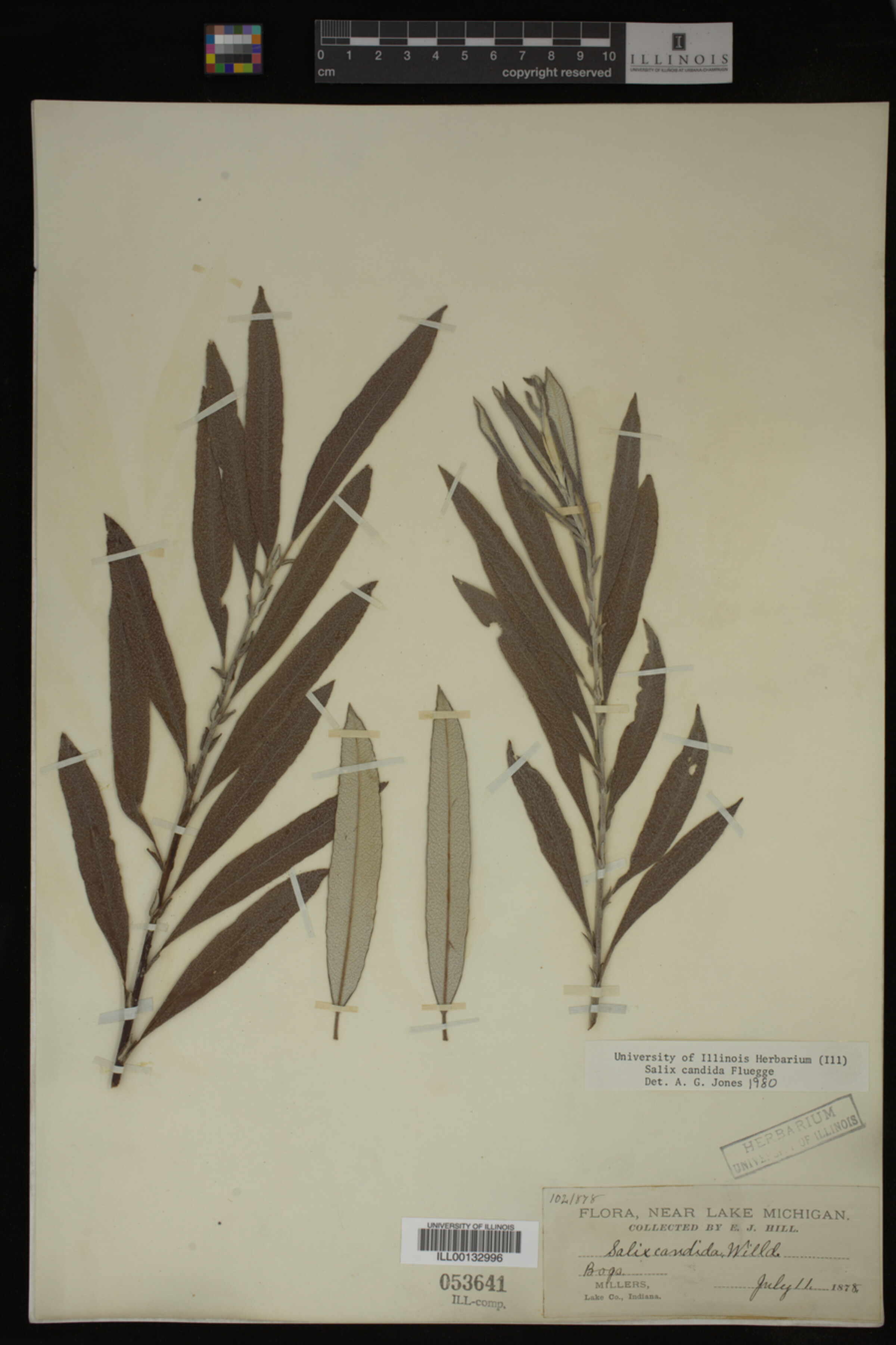 Salix candida image