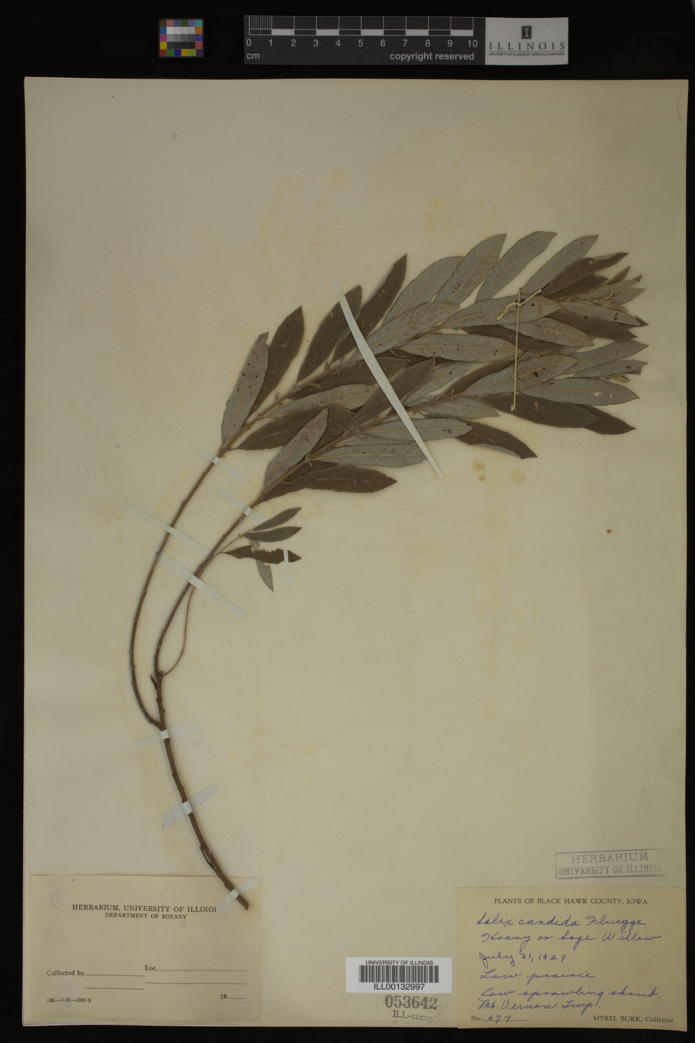 Salix candida image