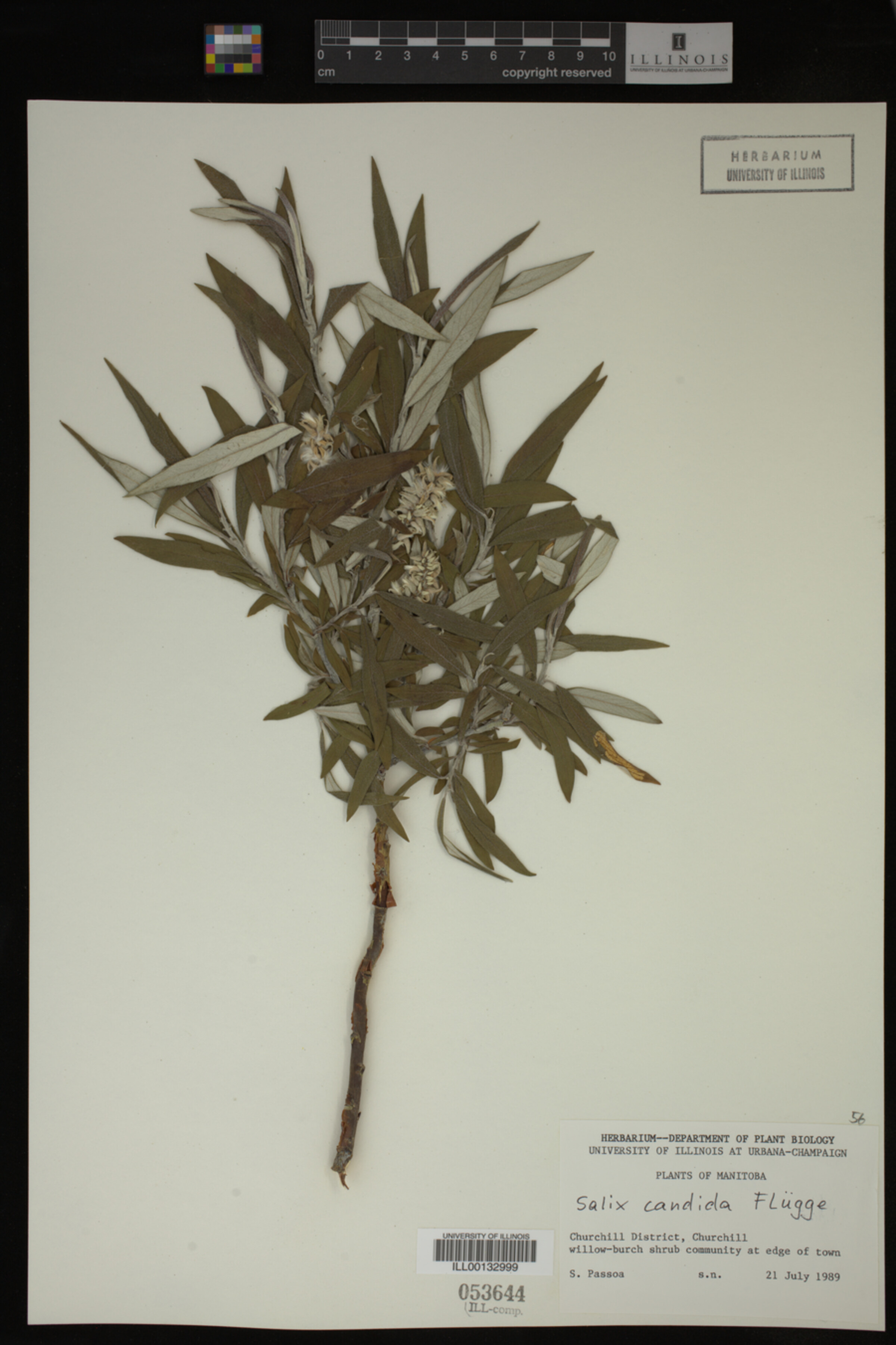 Salix candida image
