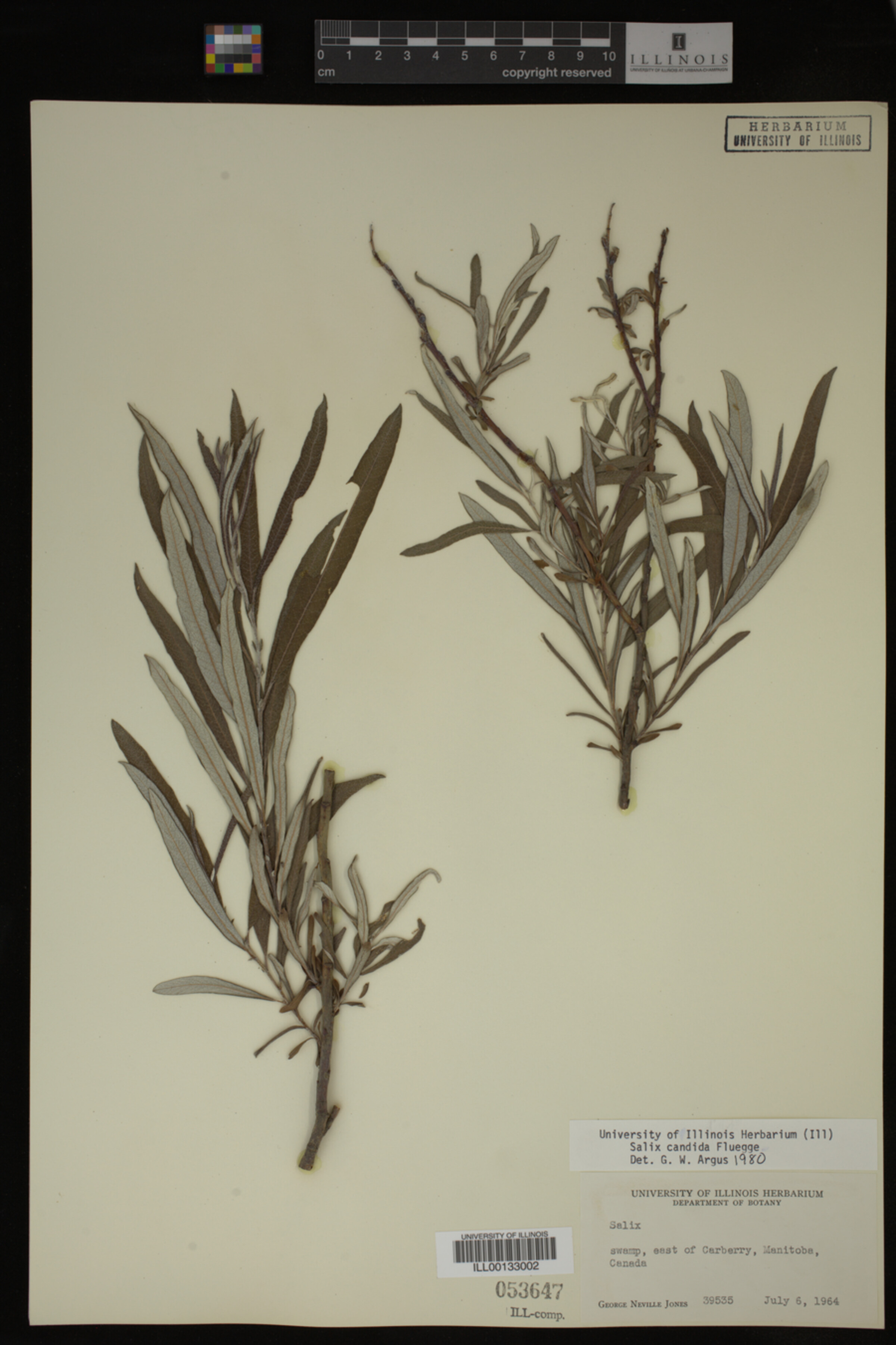 Salix candida image